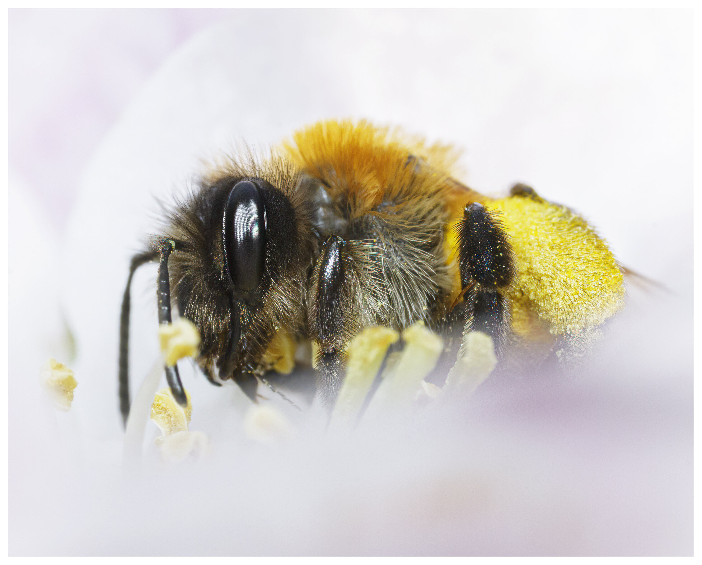Macro_Bee_03_IG2_CLR.jpg