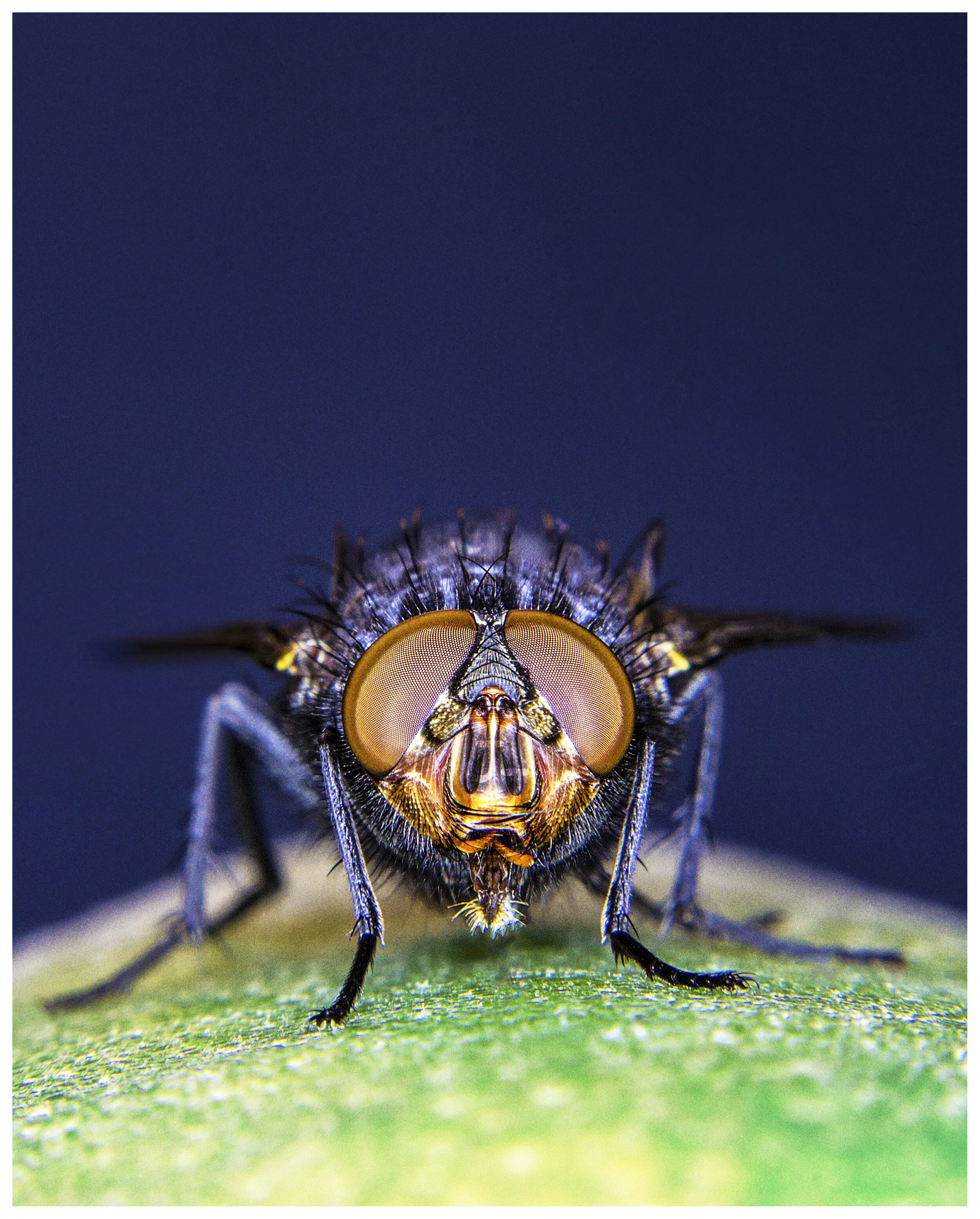 Macro_BlueBottleFly01_IG_CLR.jpg