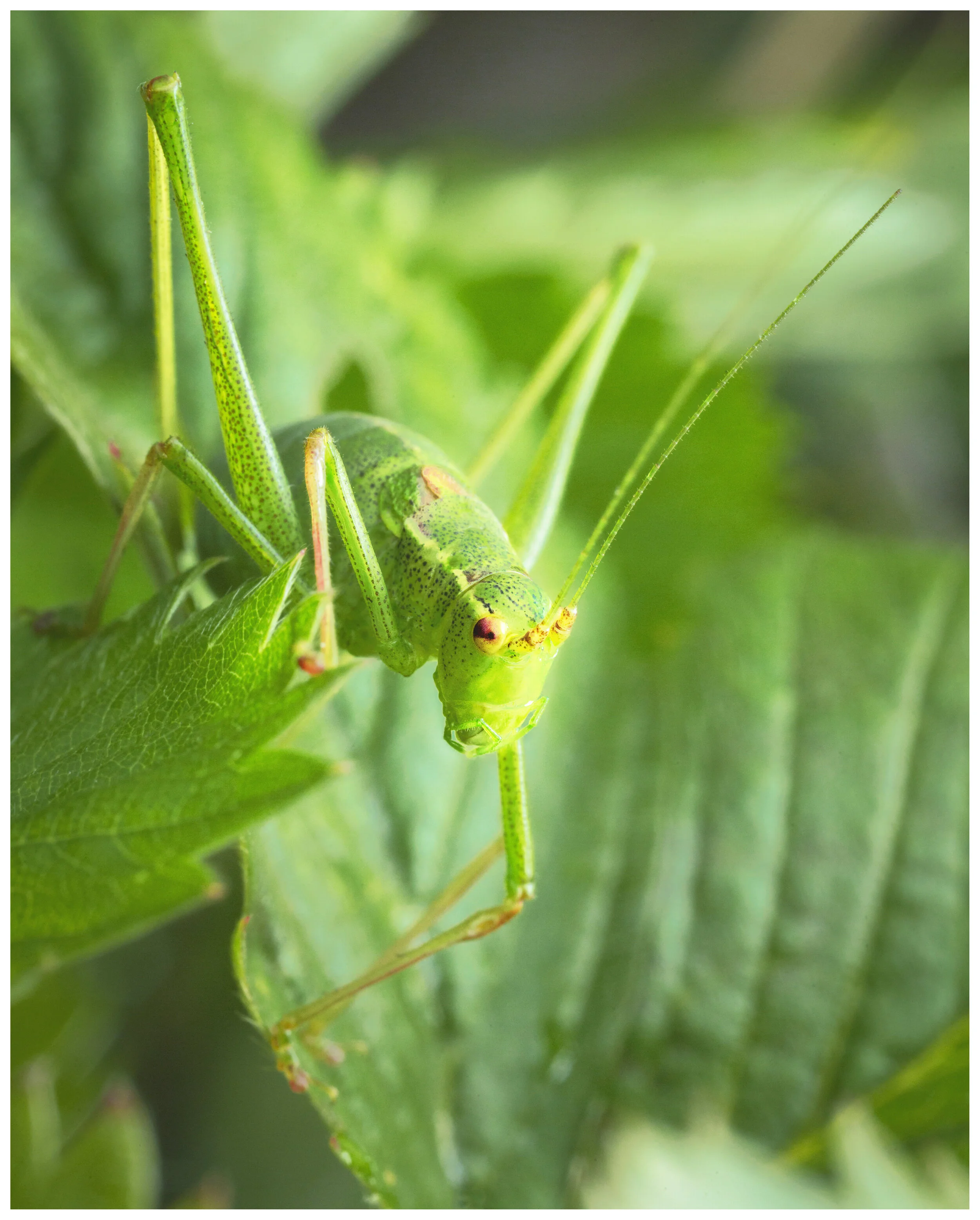 Macro_Grasshopper_05_IG_CLR.jpg