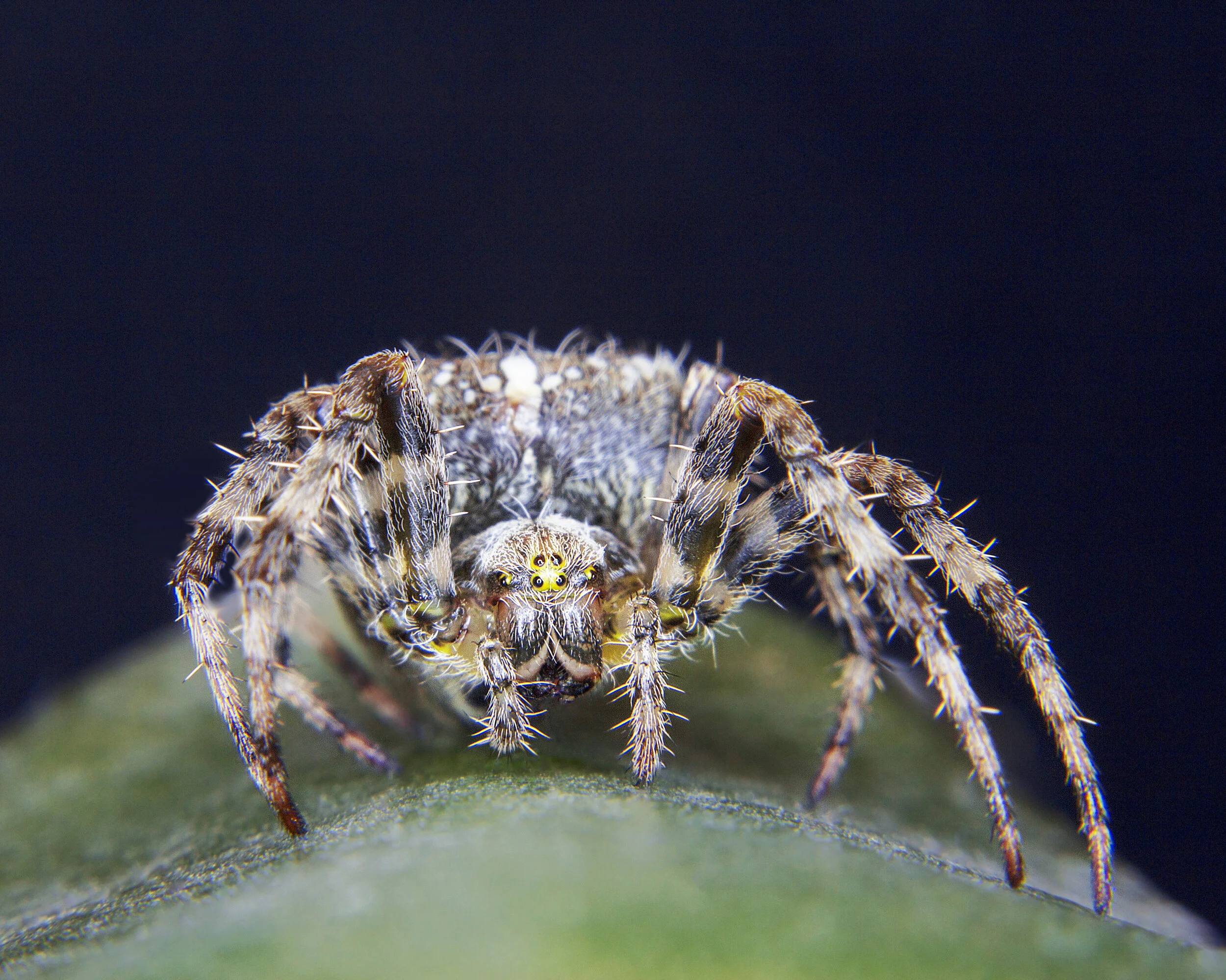 Macro_Spider02_IG_CLR.jpg