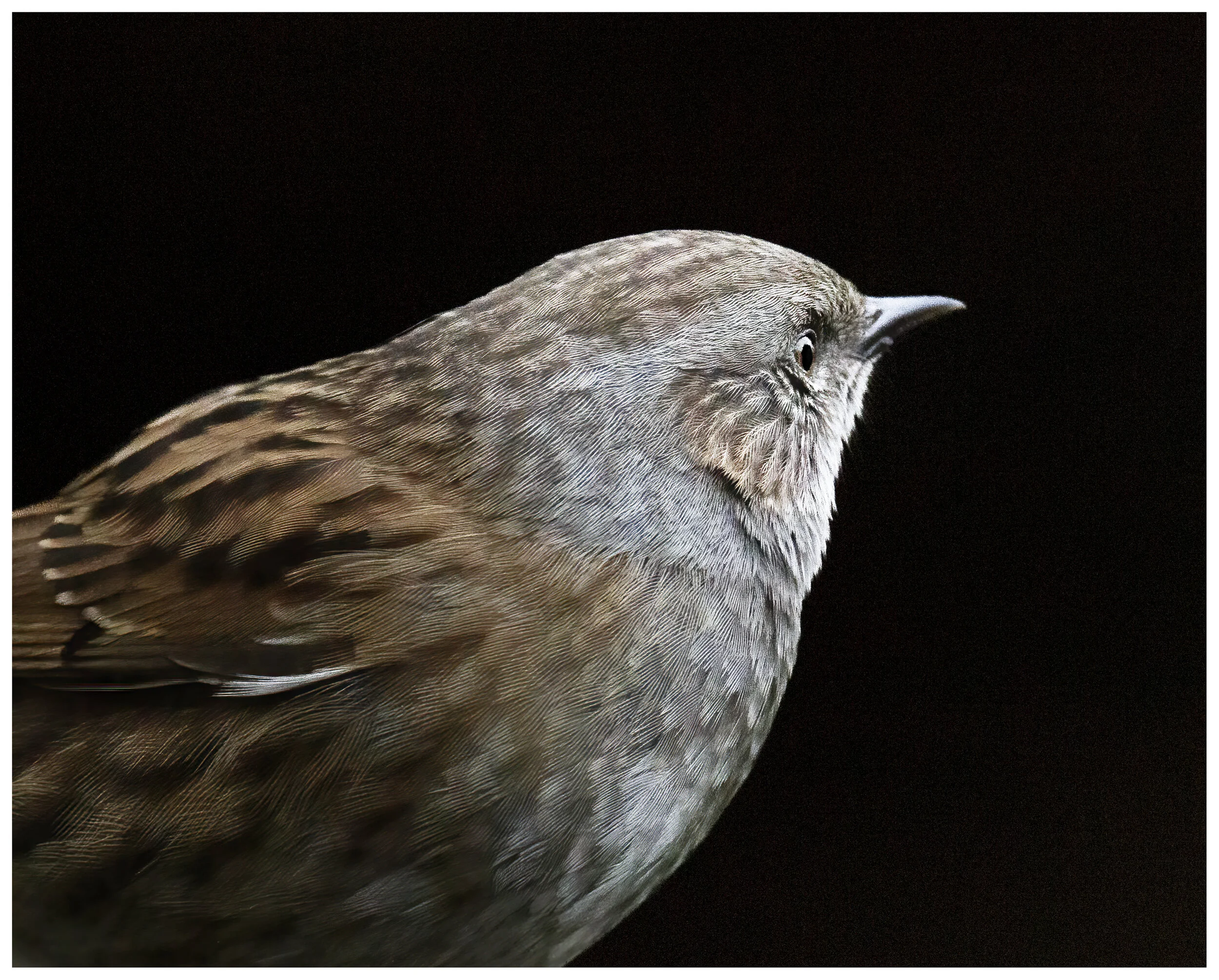 Bird_Dunnock_01_IG_CLR.jpg