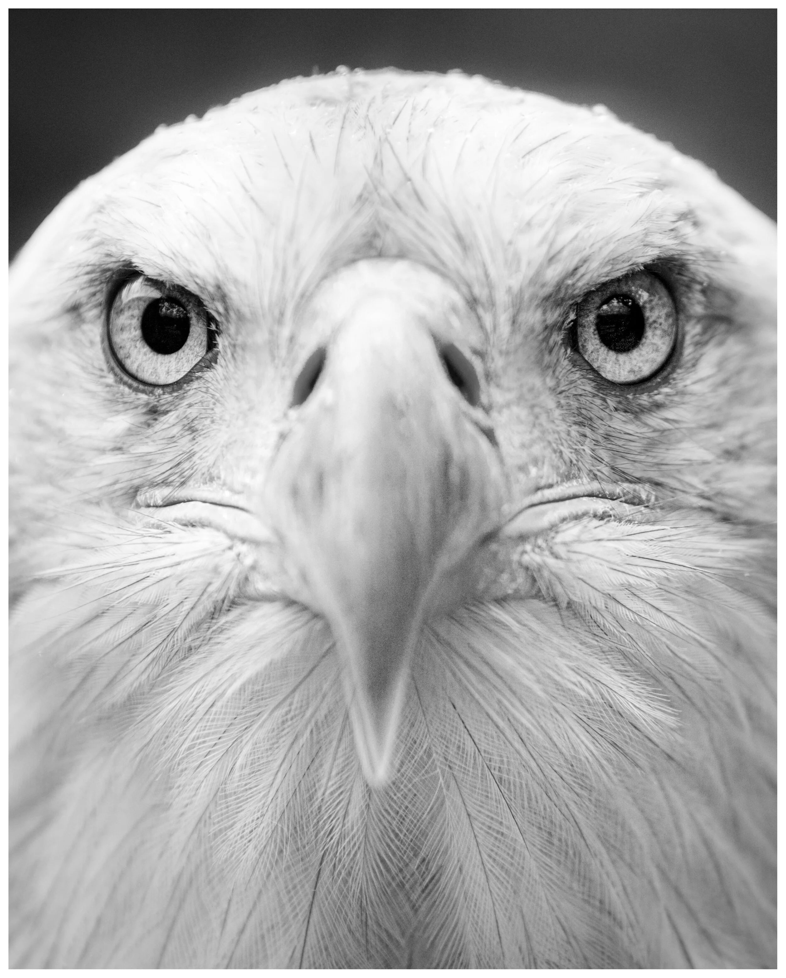 BaldEagle_01_IG_BW_Portrait.jpg