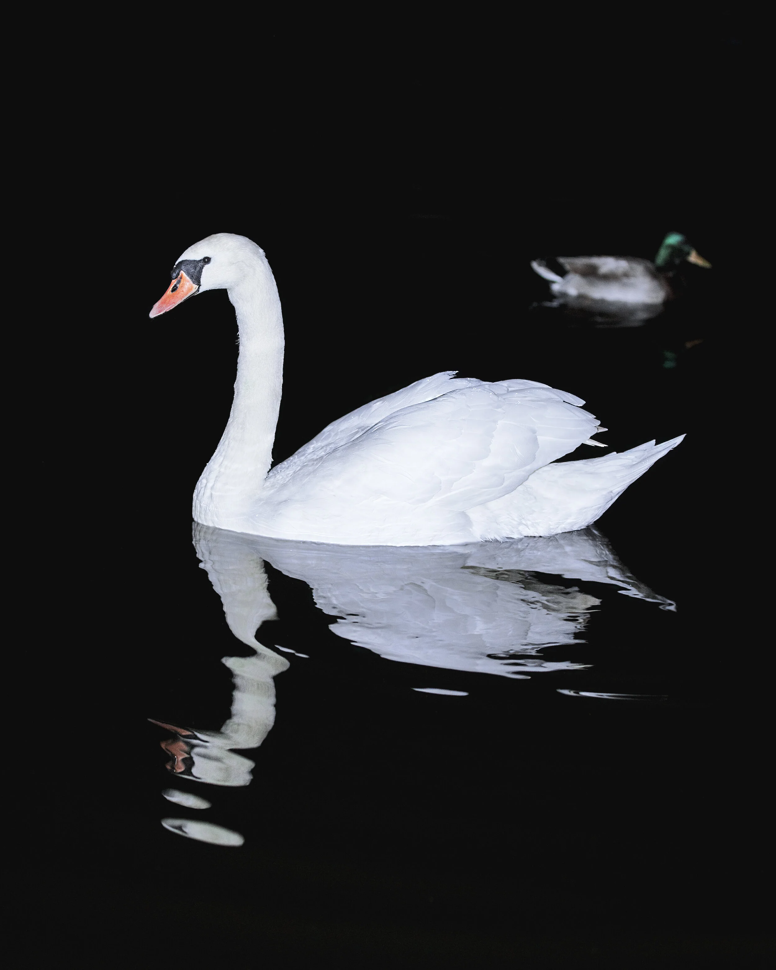 Swan_Canal_01_IG_CLR copy.jpg