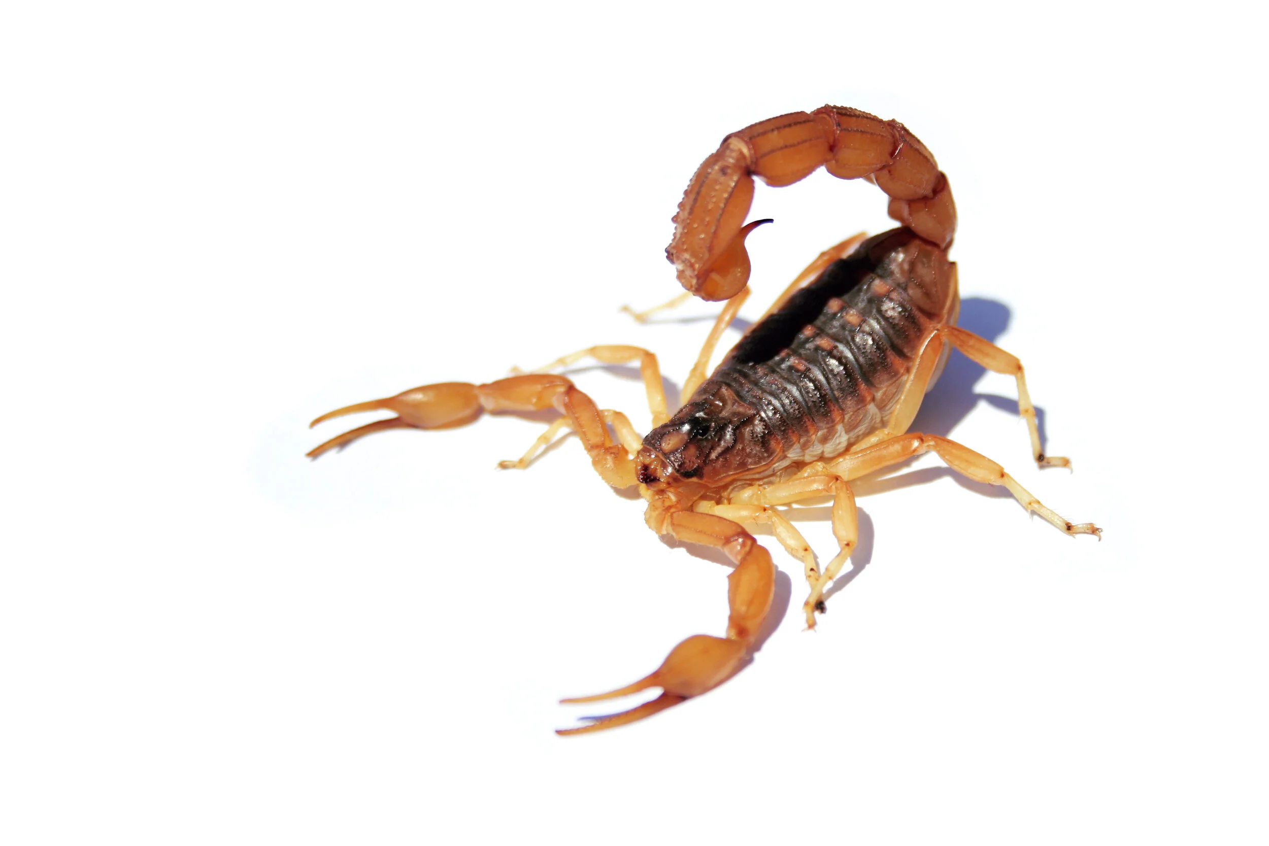 Scorpion_TarifaSpain_01_CLR.jpg