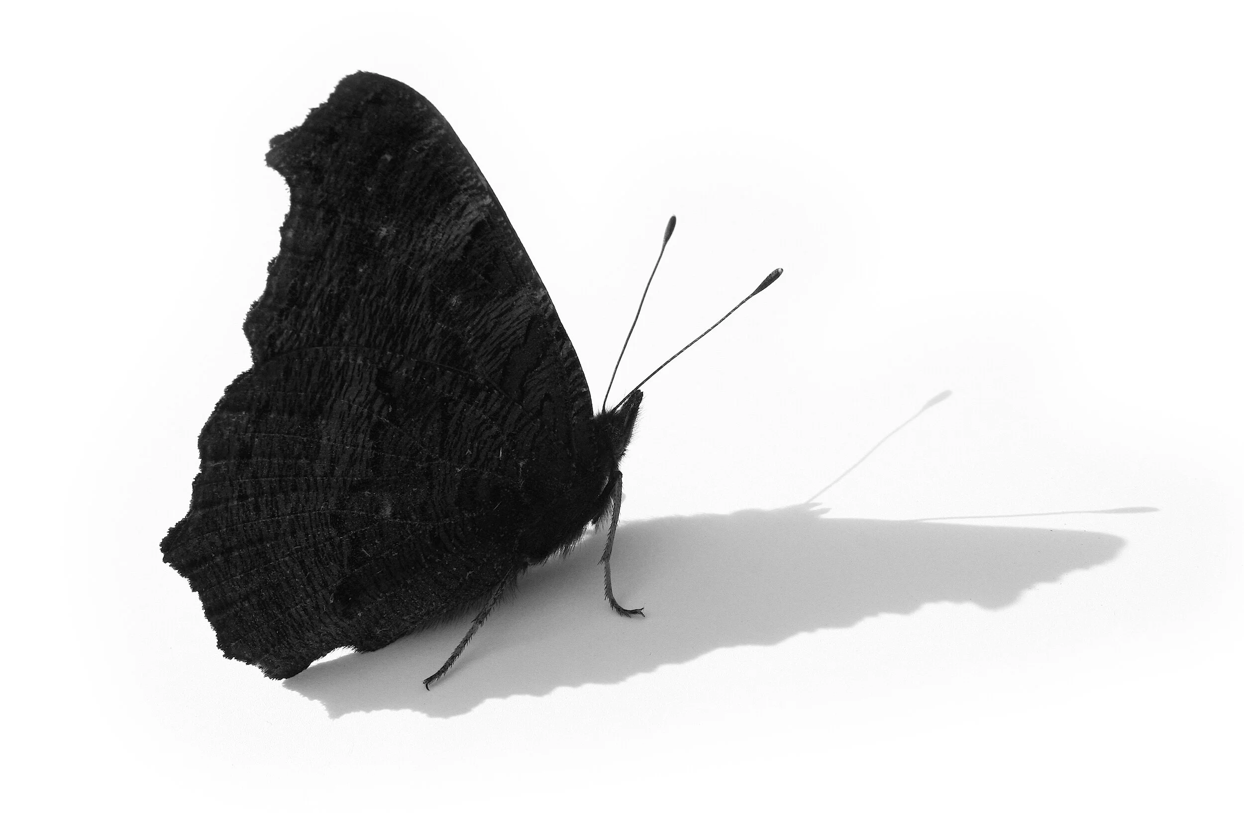 butterfly i copy.jpg