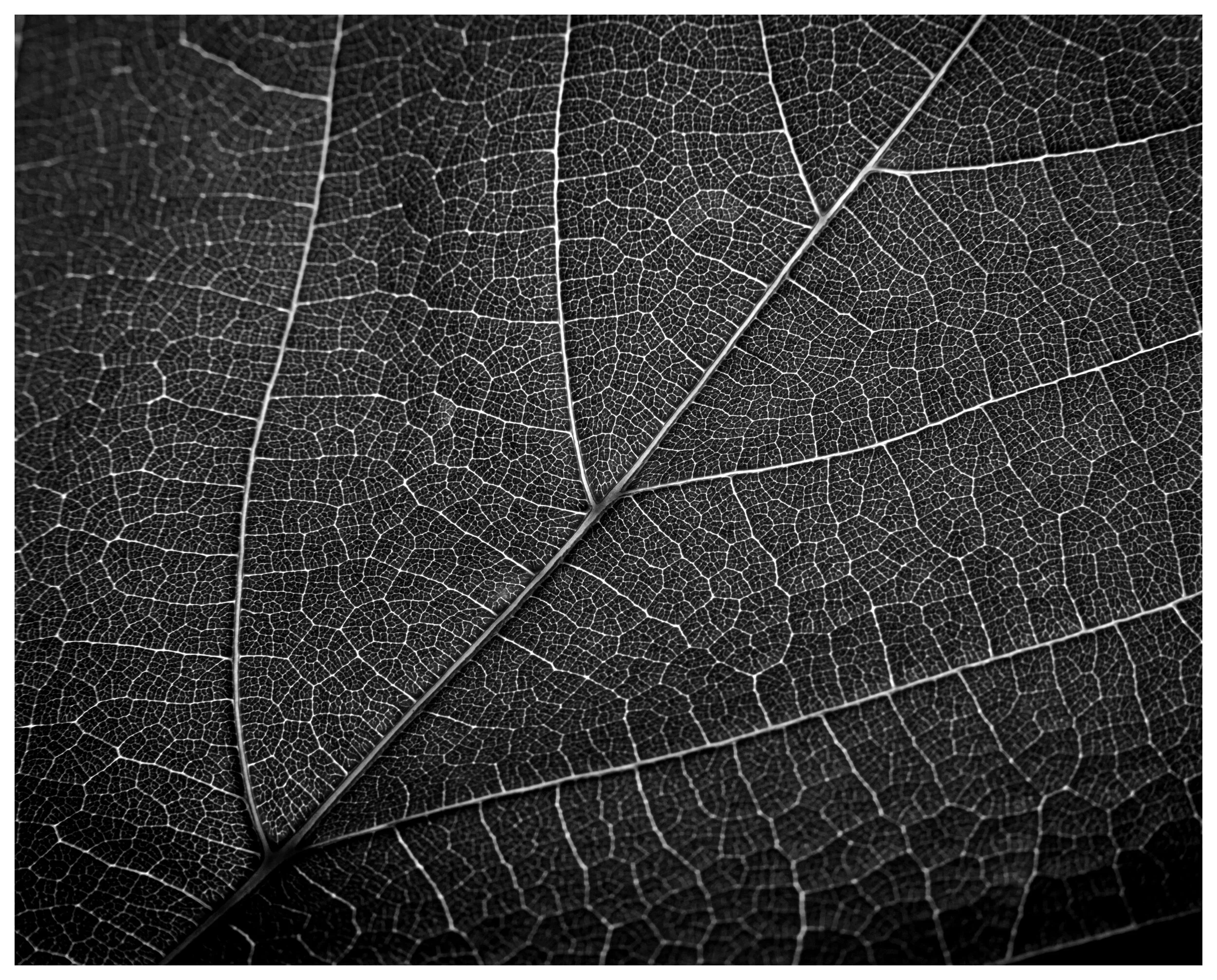 Leaf_Pattern_05_IG_BW.jpg