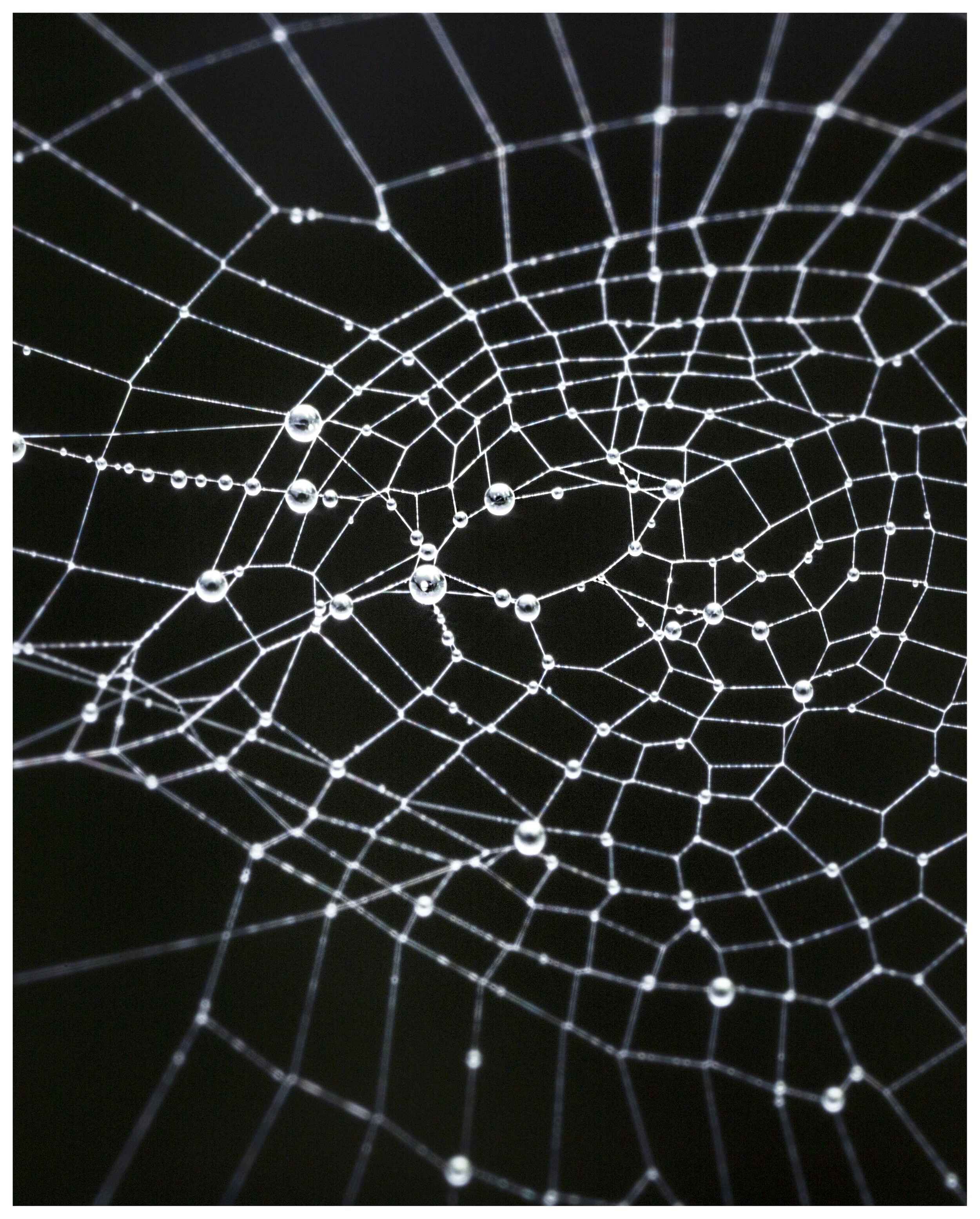 SpiderWeb_02_IG_CLR.jpg