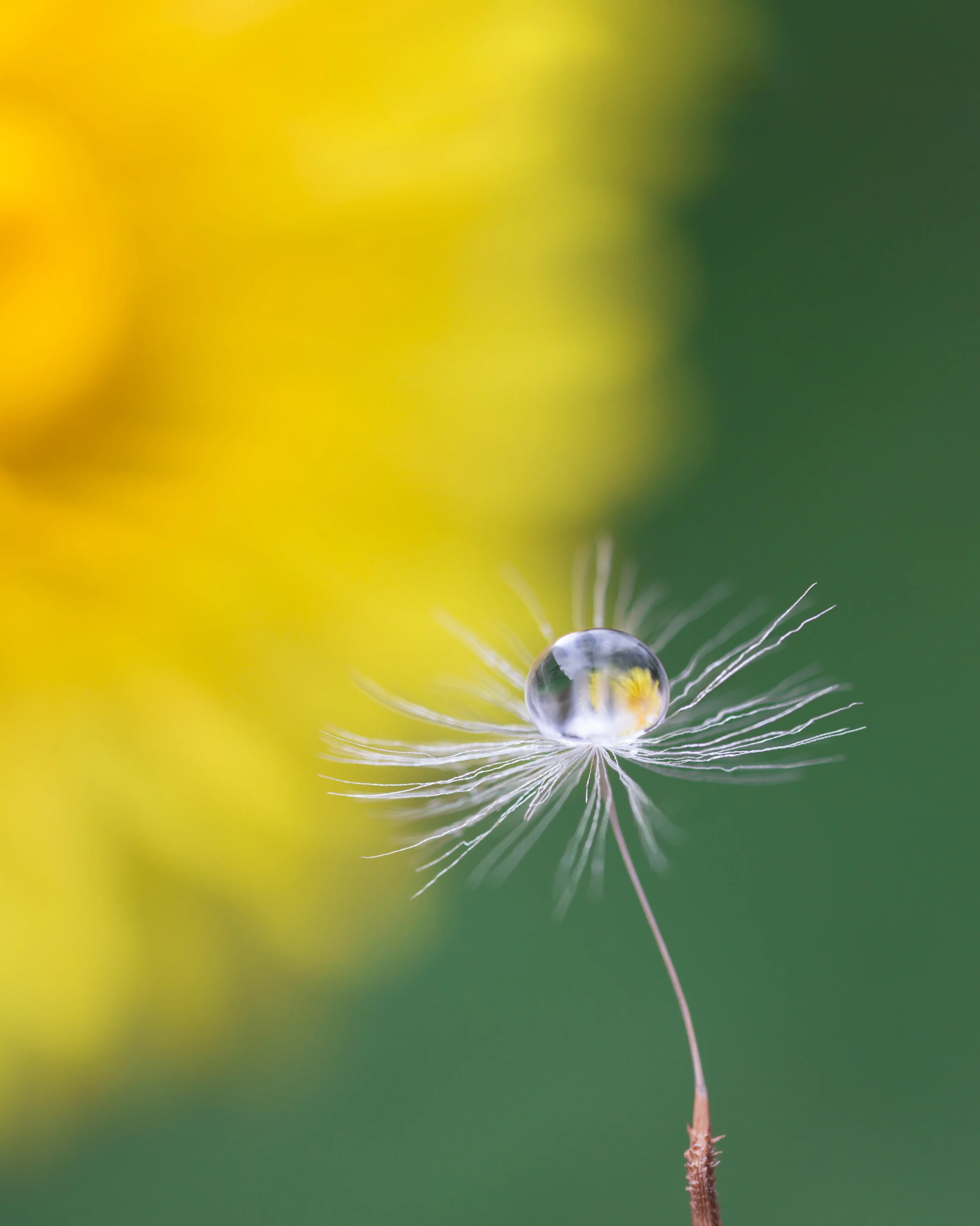 Dandelion_01_CROP_CLR.jpg