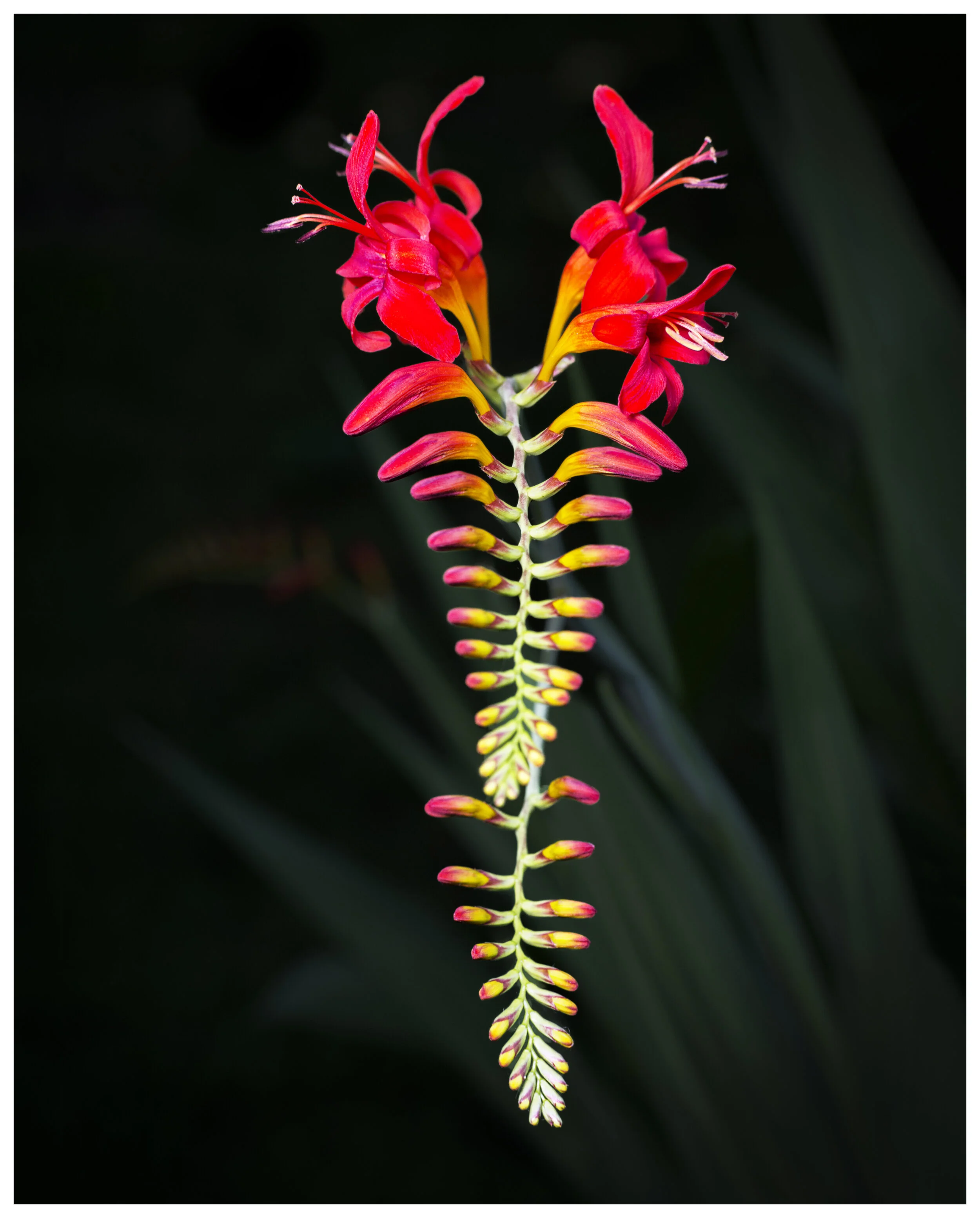 Crocosmia_01_FIX_02_IG_CLR.jpg