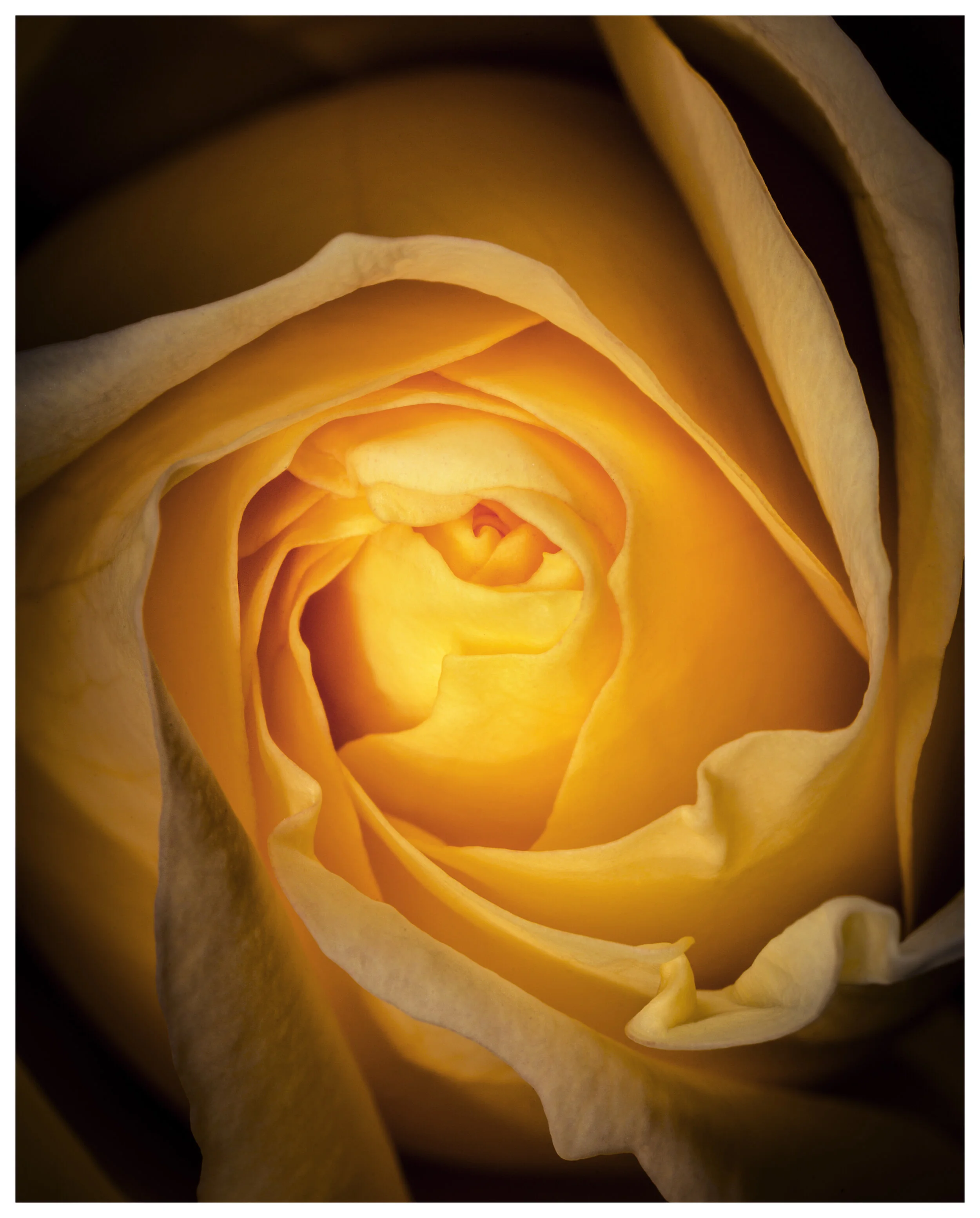 YellowRoseMacro_01_IG_CLR.jpg