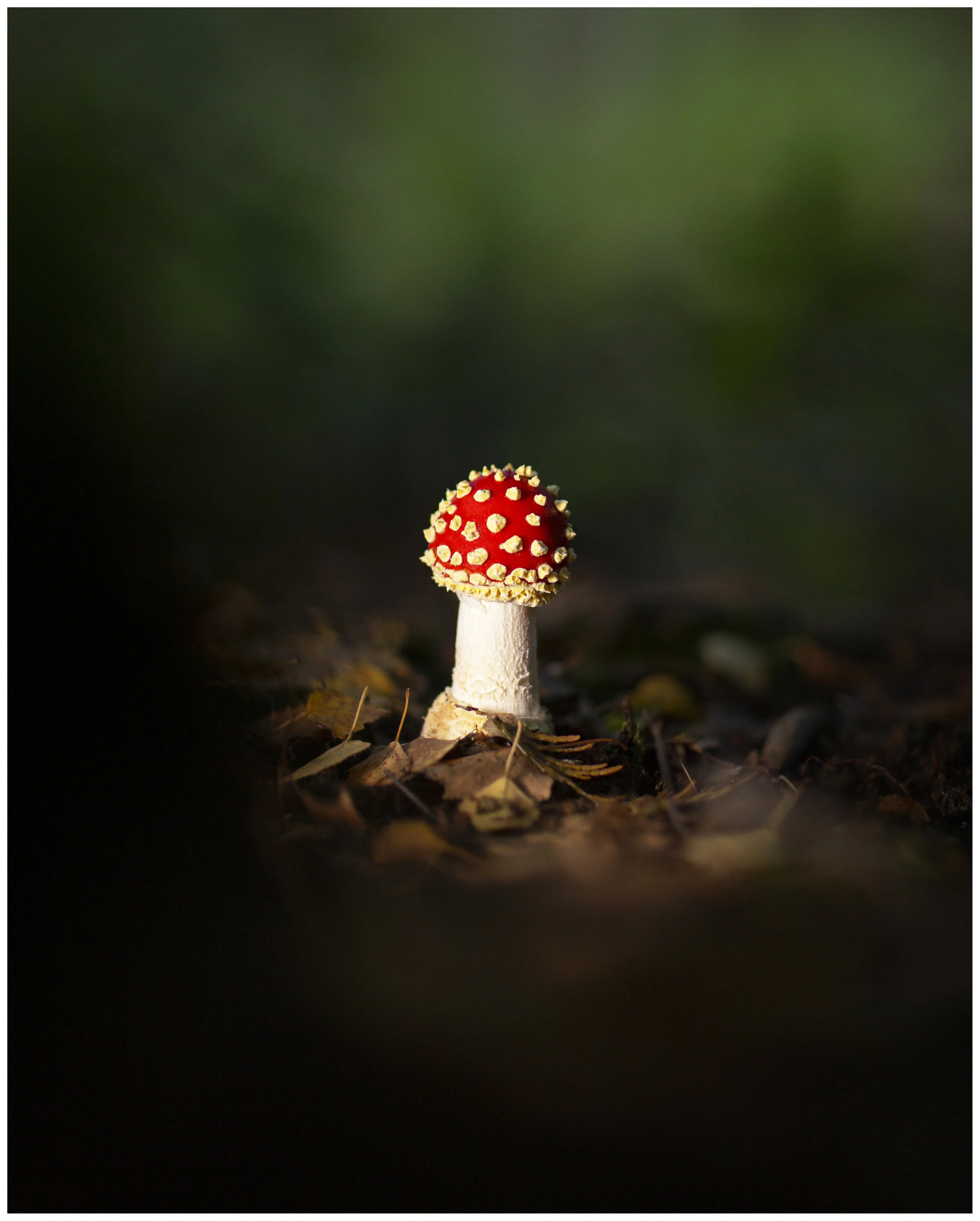 FlyAgaric_02_Animation_IG_CLR.jpg