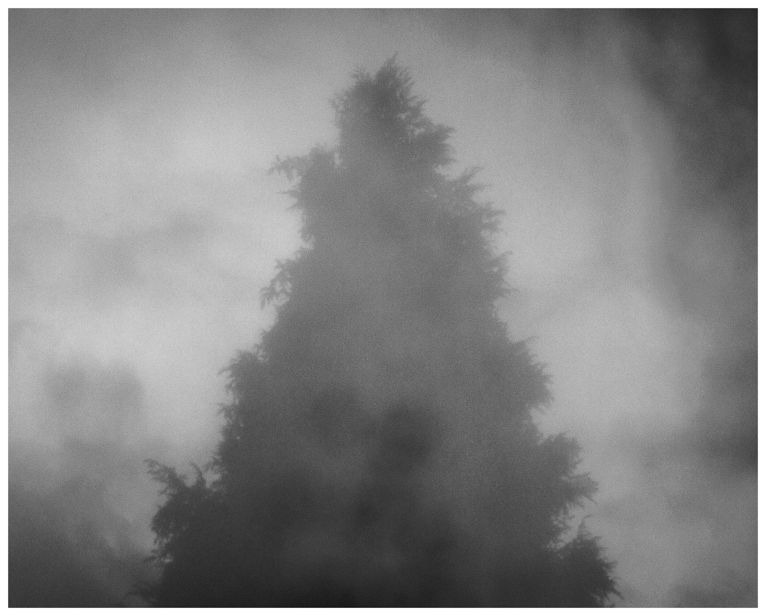 hazy tree ii_IG_BW.jpg