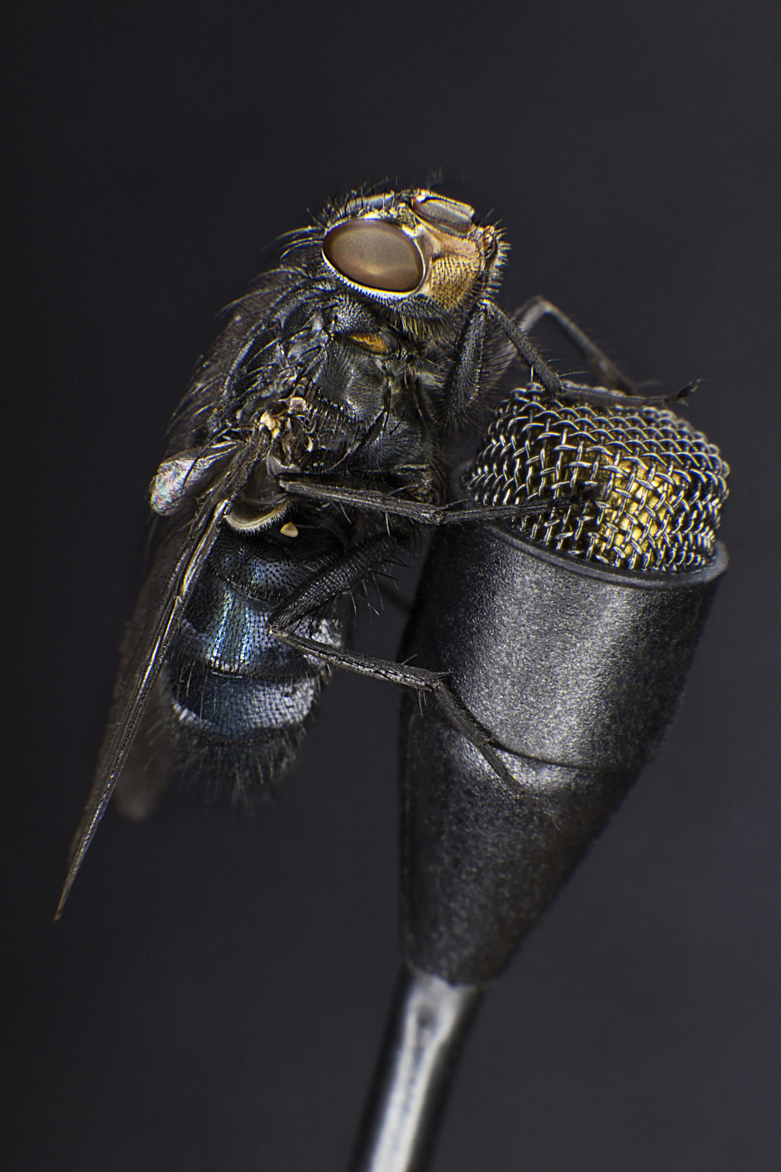 Macro_Fly_Microphone1_CLR.jpg