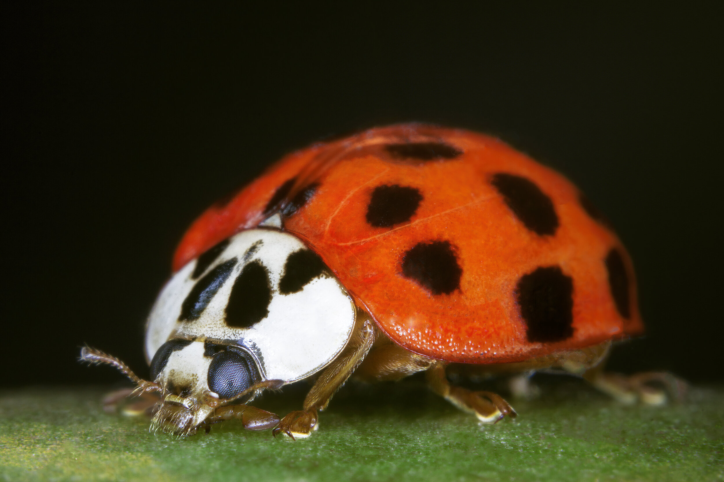 Macro_Ladybird1_CLR.jpg