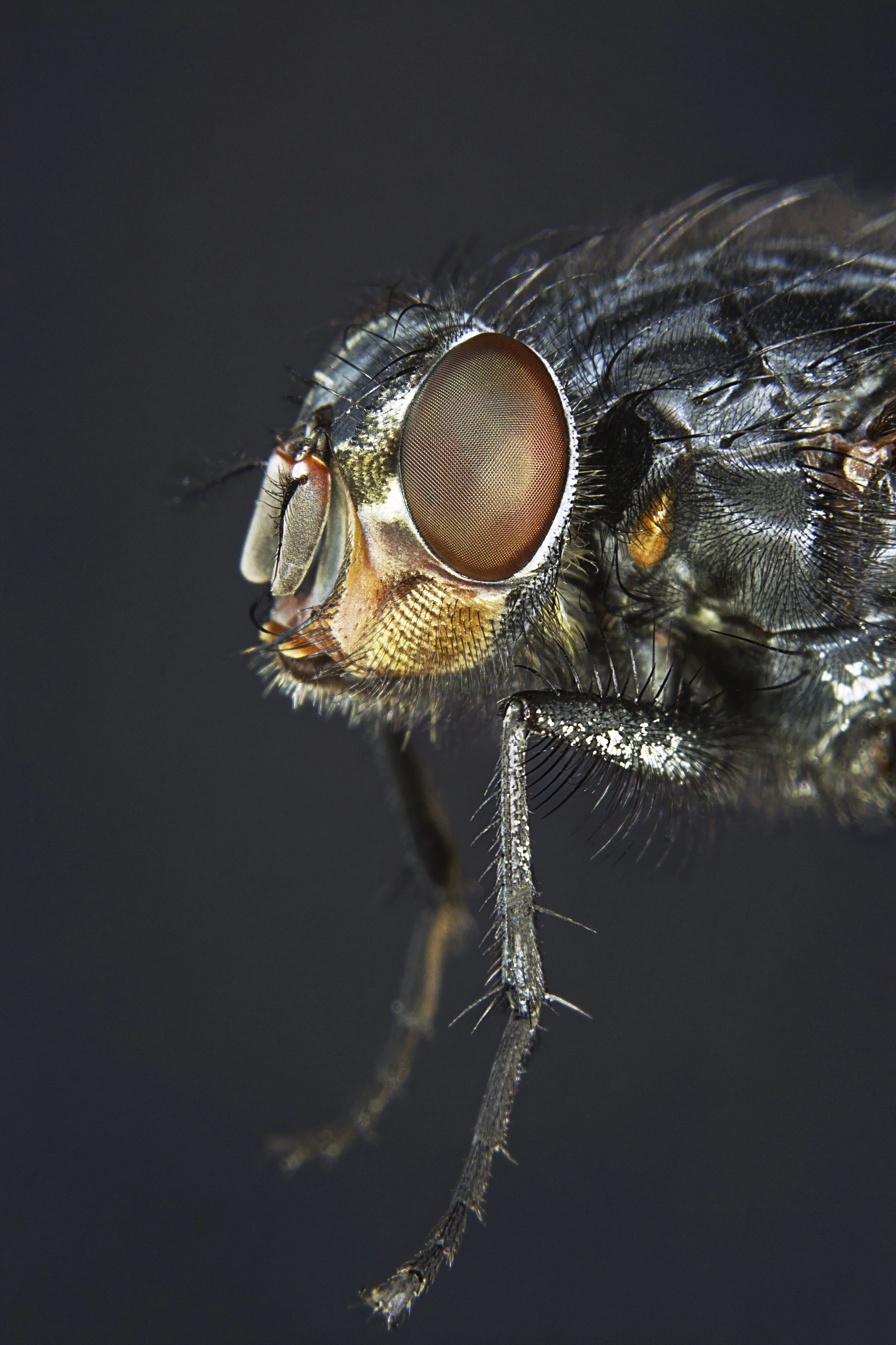 Macro_Fly_Microphone2_CLR.jpg