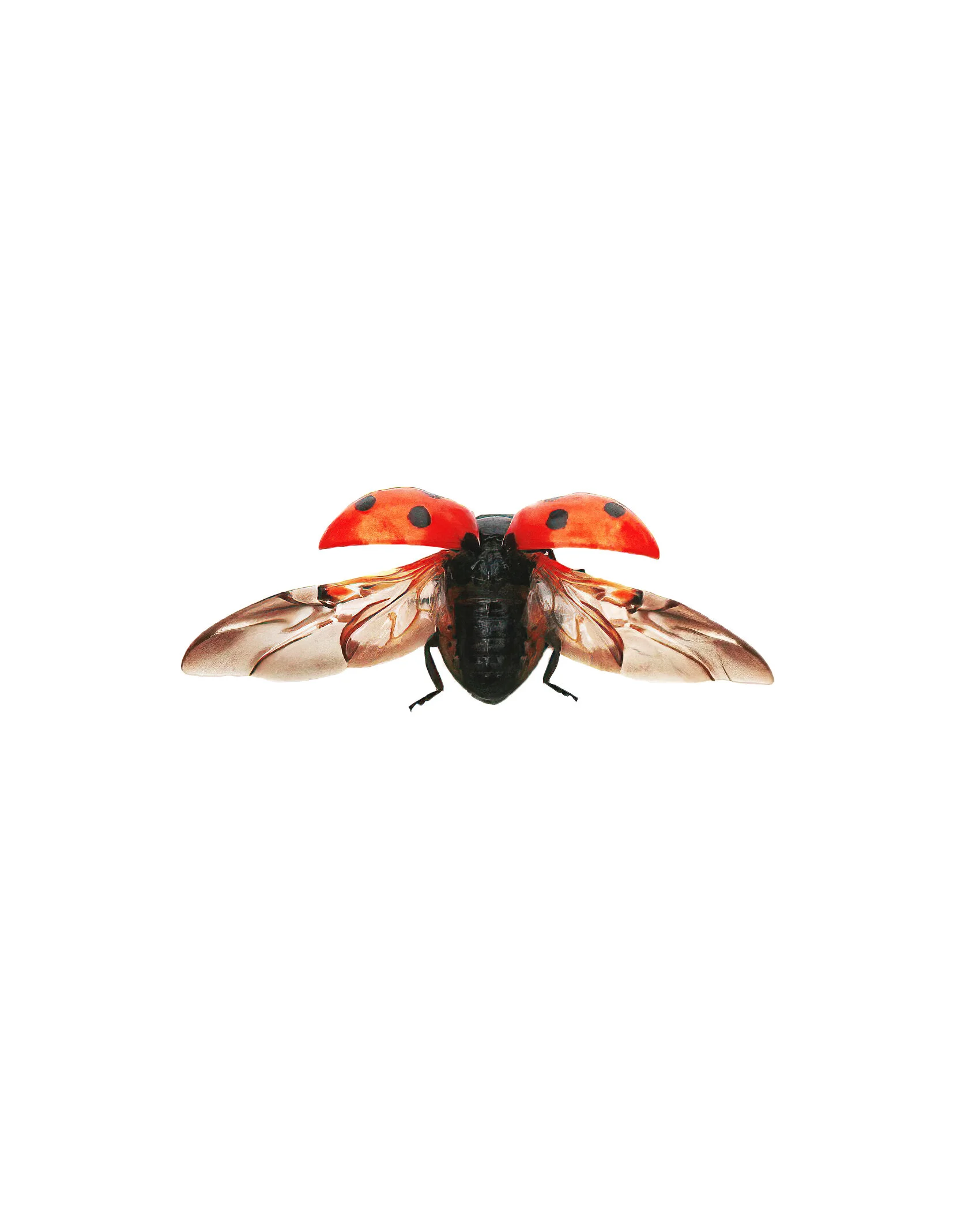 ladybird ii_IG_CLR.jpg