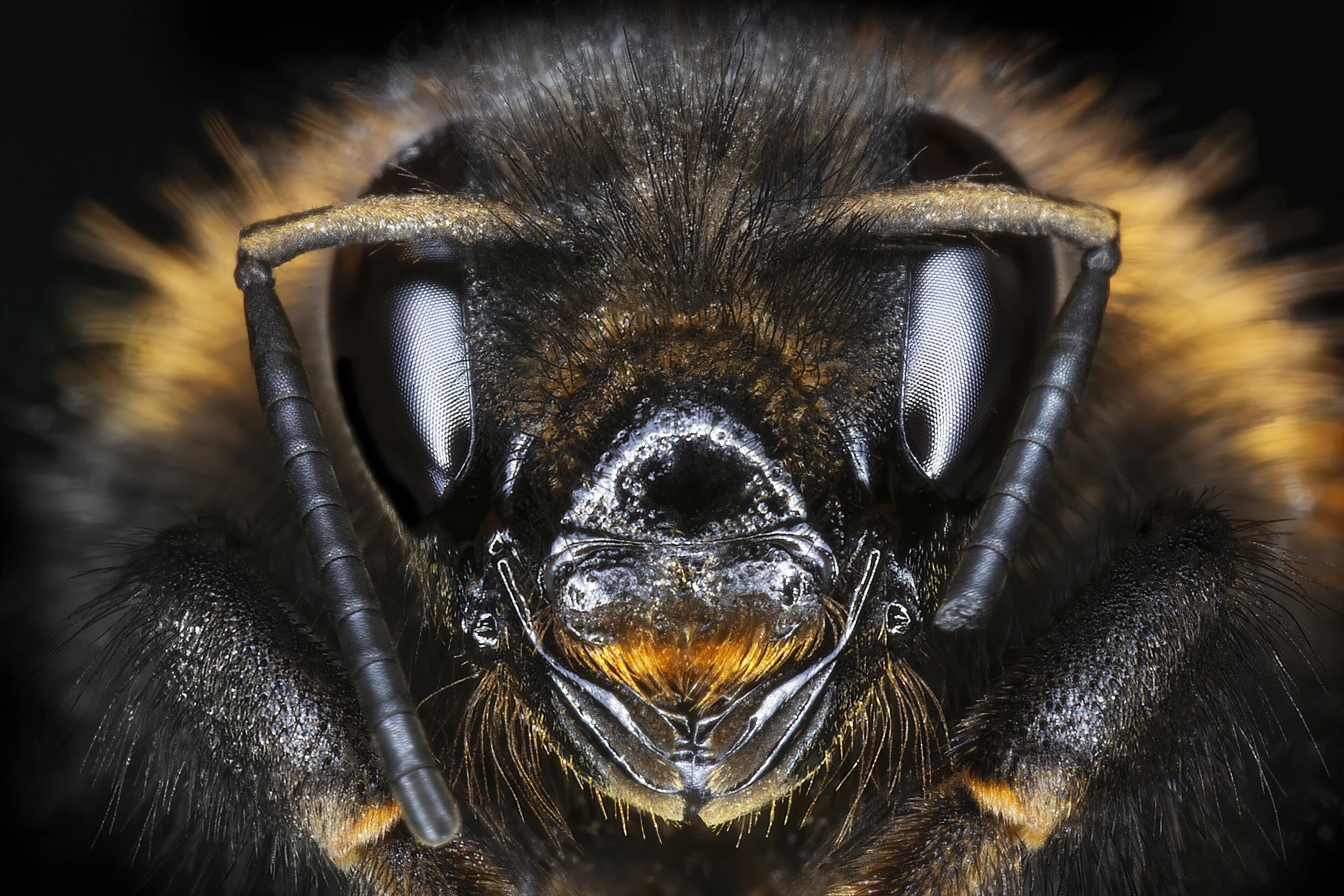 Macro_Bee01_CLR.jpg