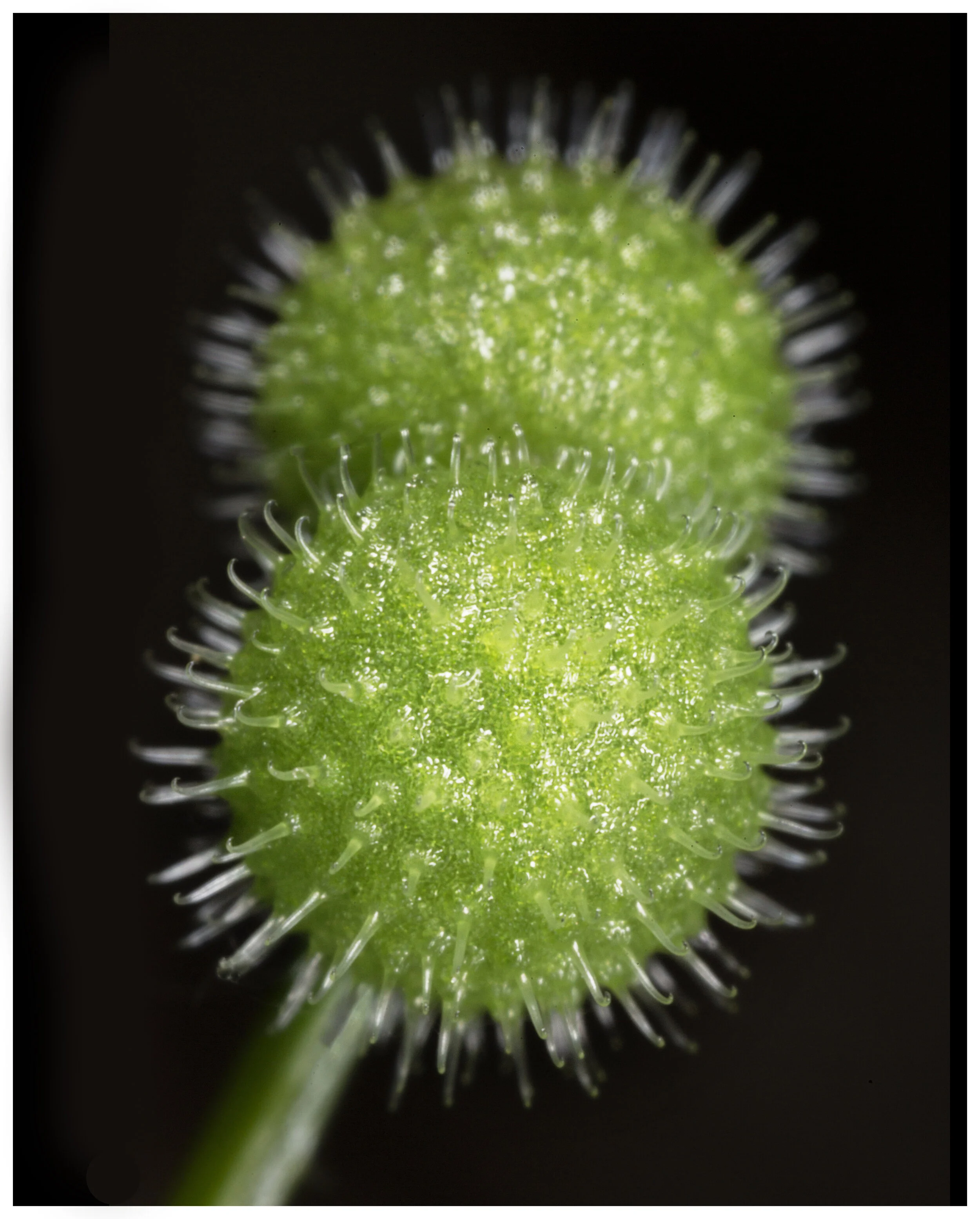 StickyWeedSeeds_03_IG_CLR_border.jpg