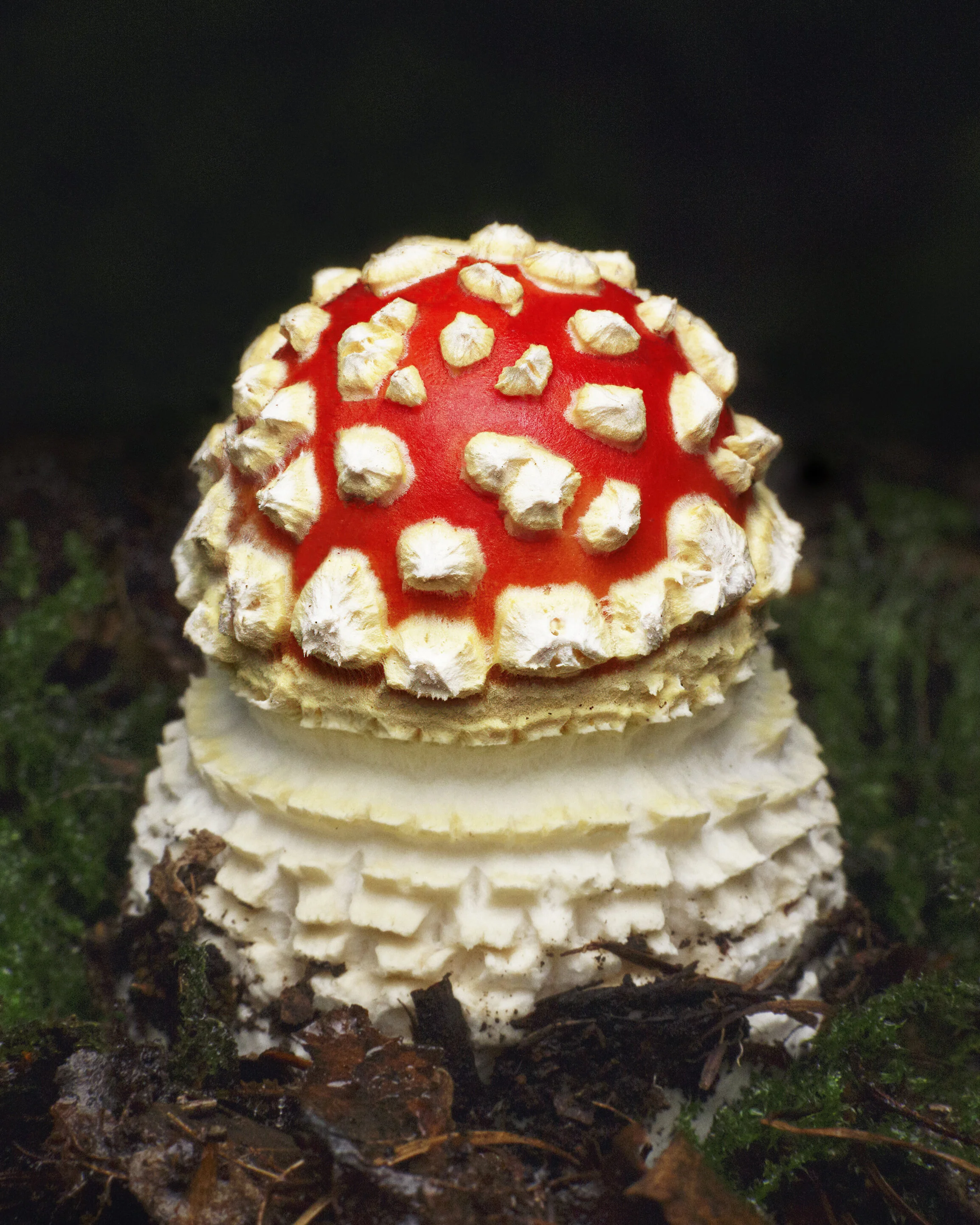 FlyAgaric_04_IG_CLR2_small.jpg