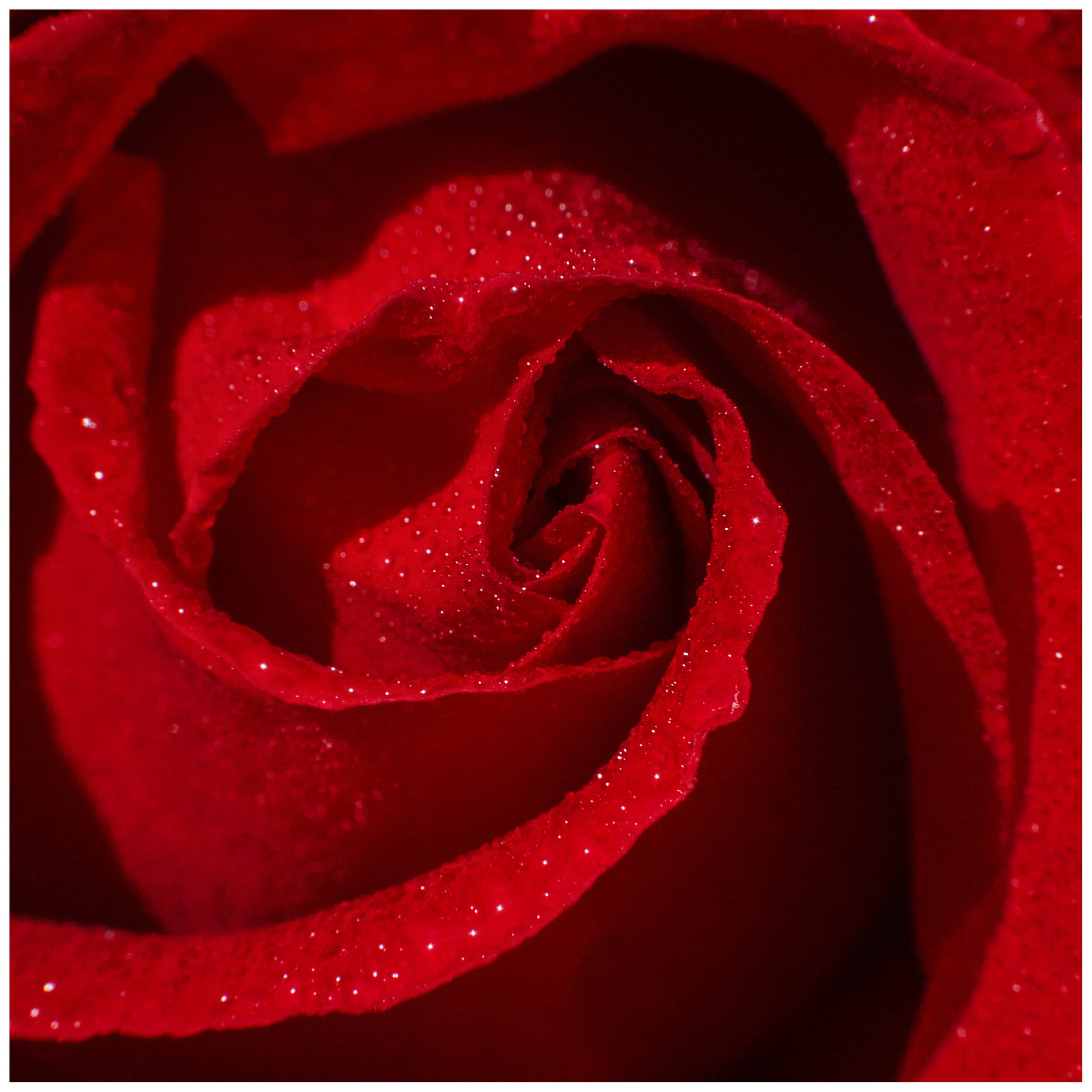 RedRose_SquareZoom_CLR.jpg