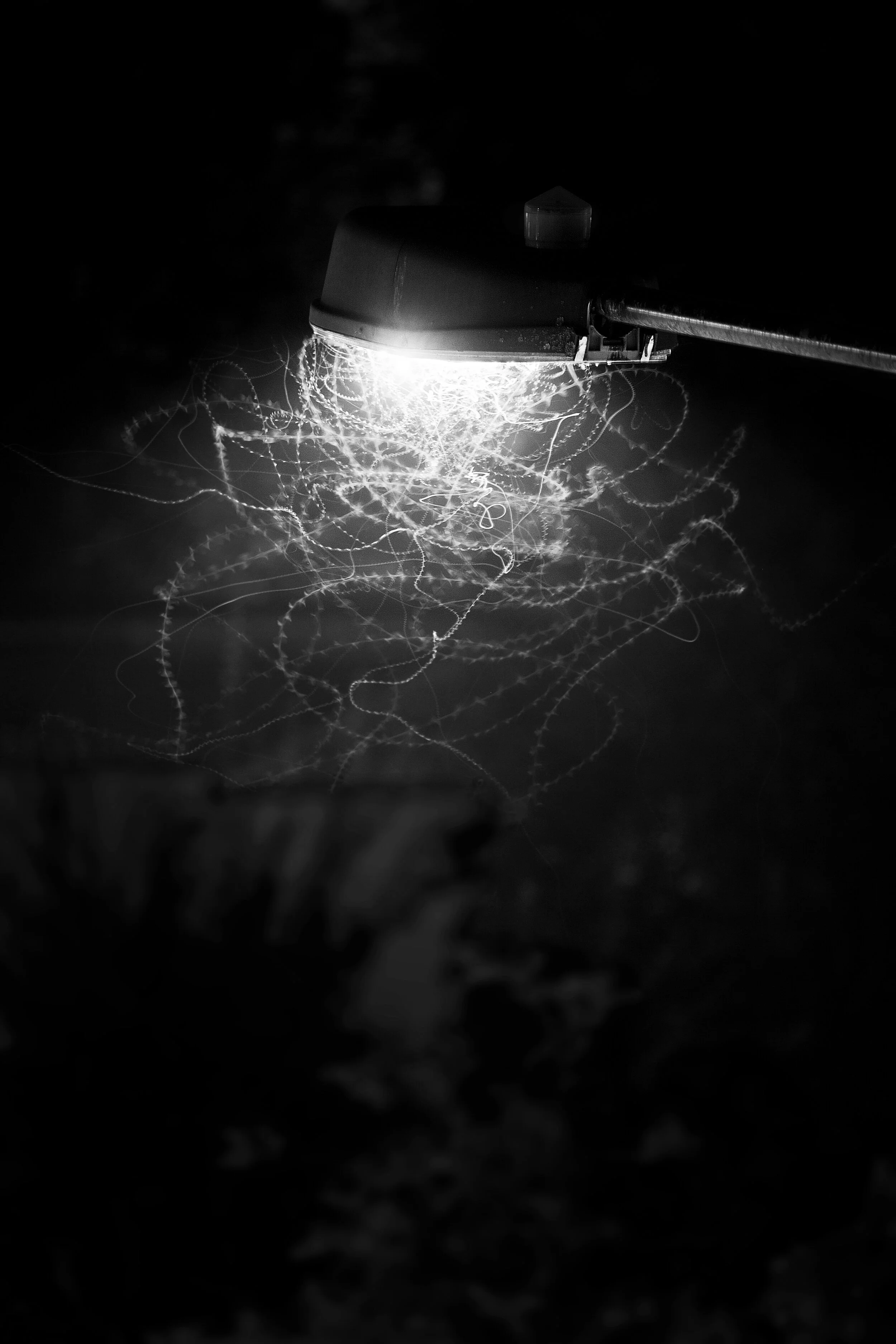 Street_Light_Insects_BW.jpg