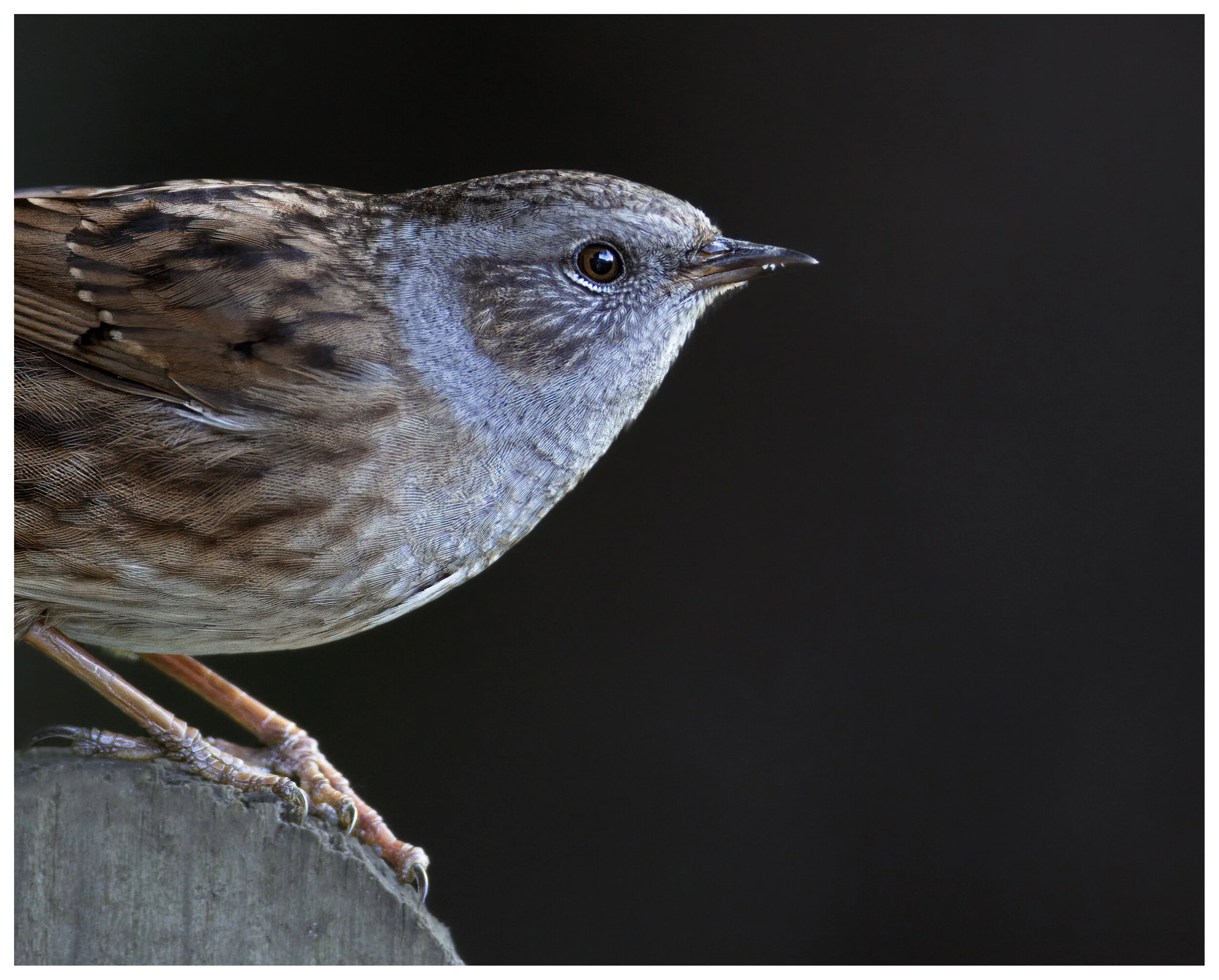 Bird_Dunnock_02_CROP_CLR.jpg