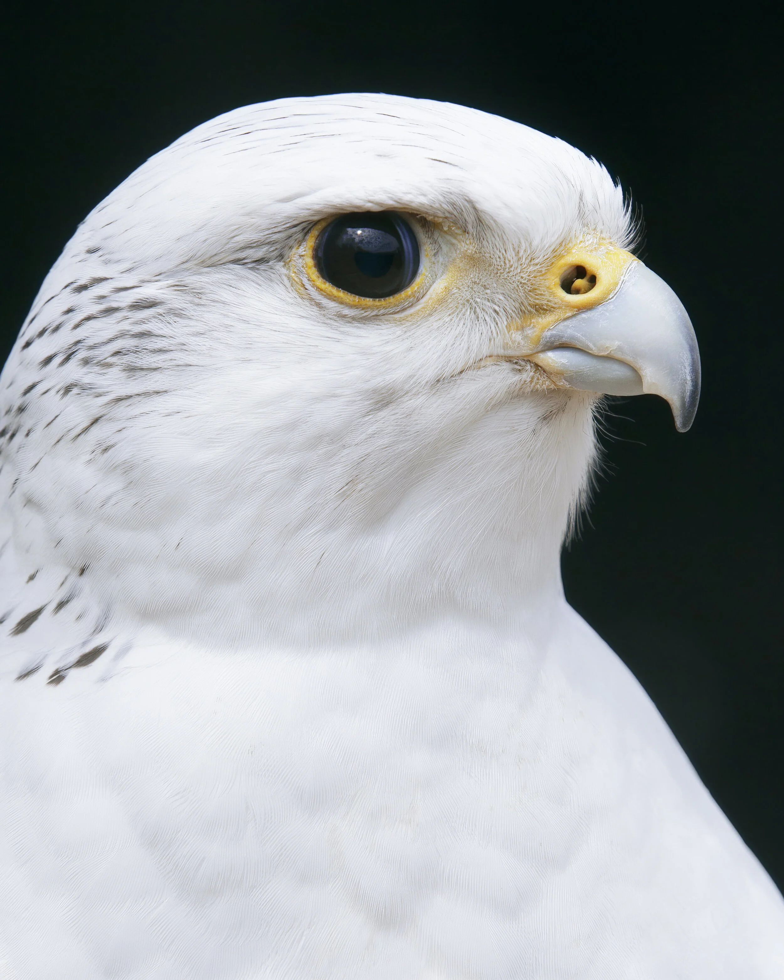Gyrfalcon_01_IG_CLR.jpg