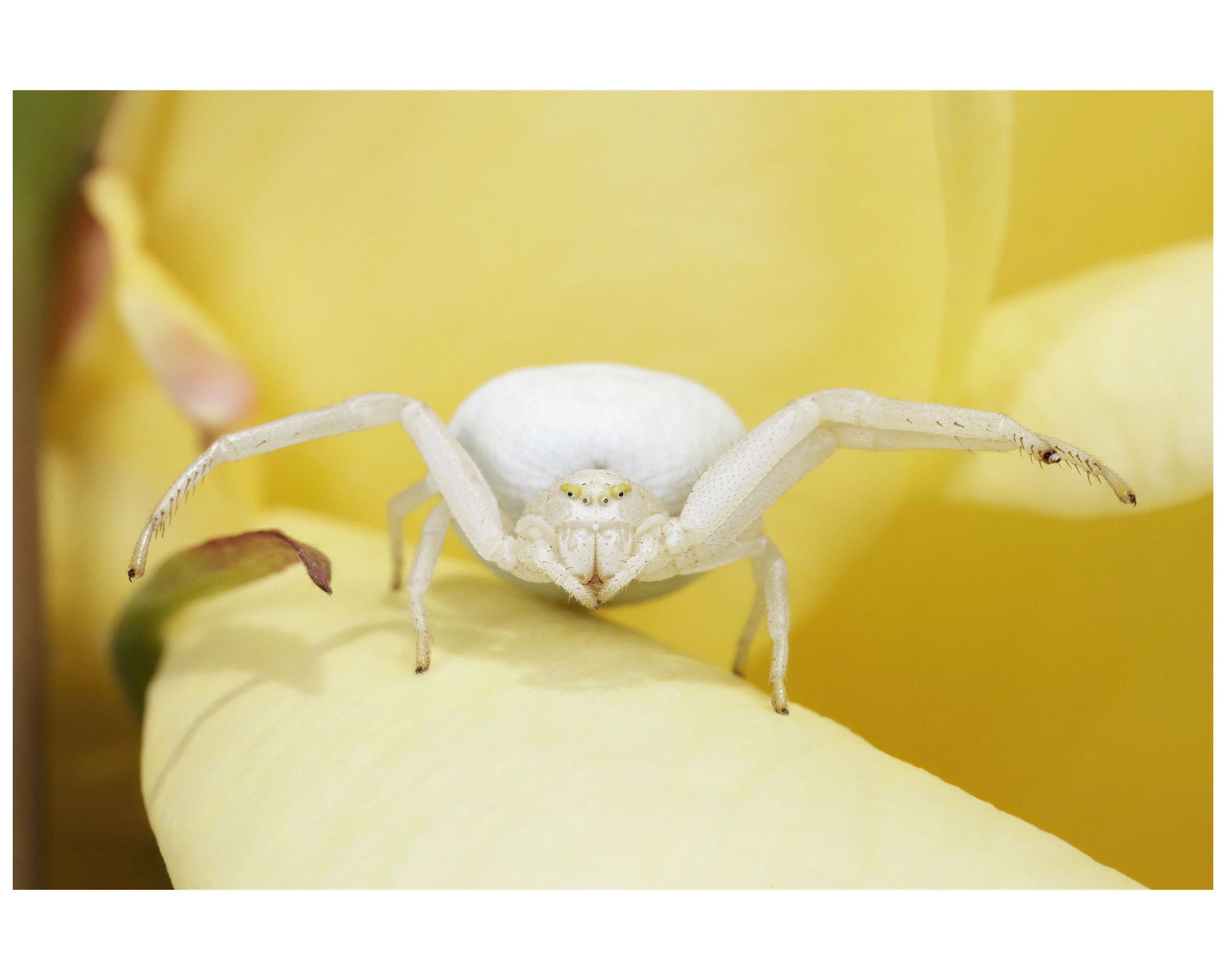 AlbinoSpider_03_IG_CLR.jpg