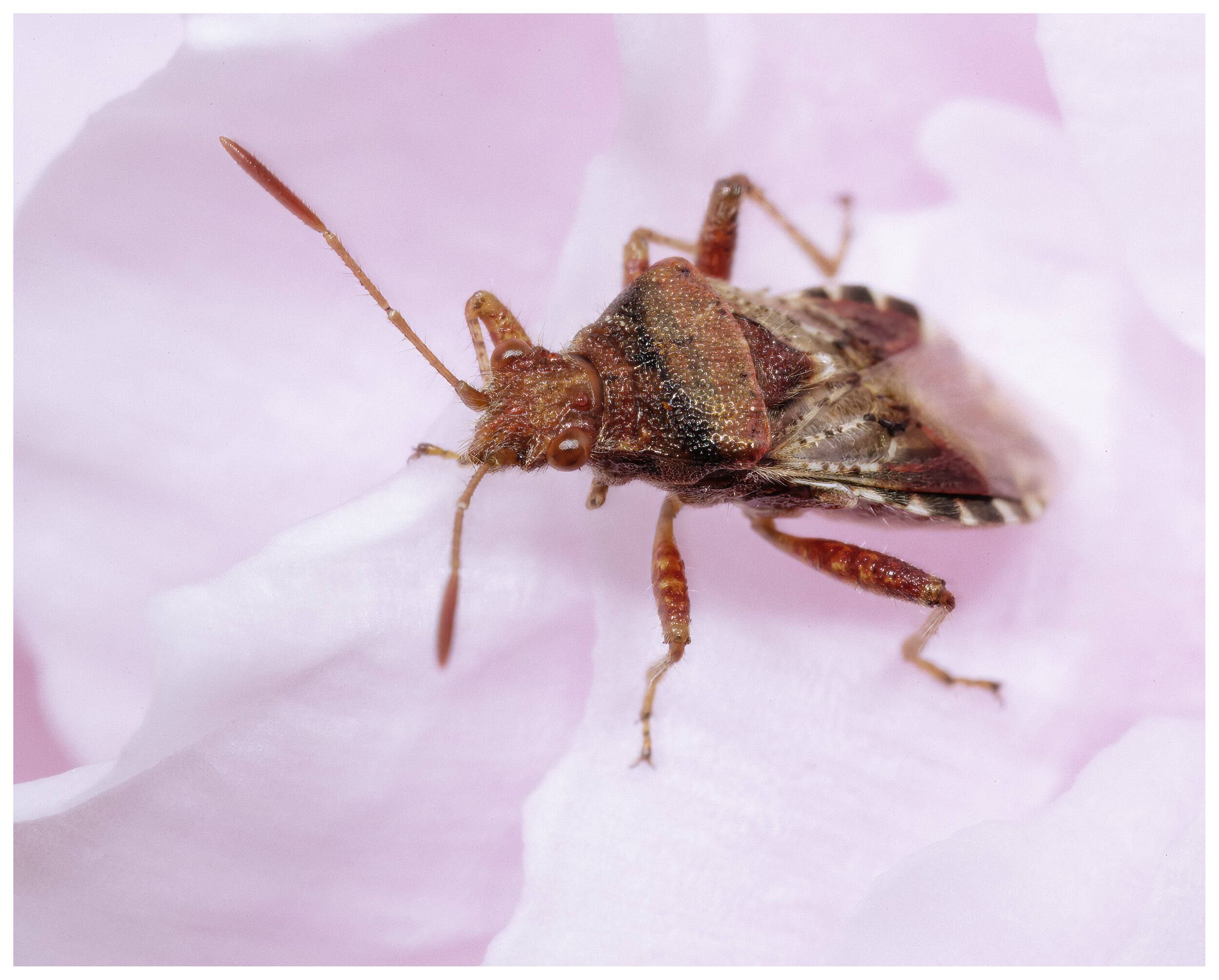 Macro_ShieldBug_02_IG_CLR.jpg