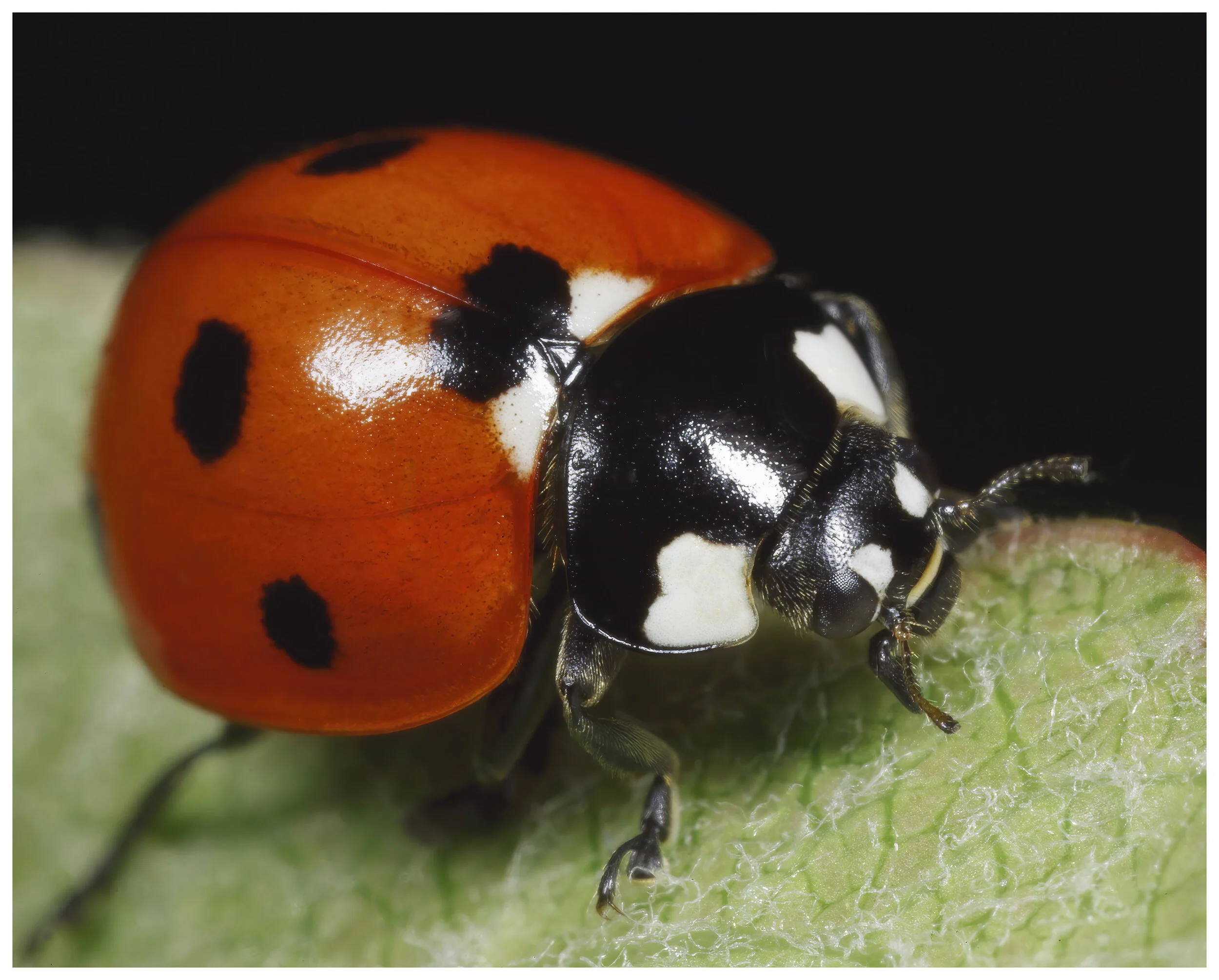 Macro_Ladybird4_IG_CLR.jpg