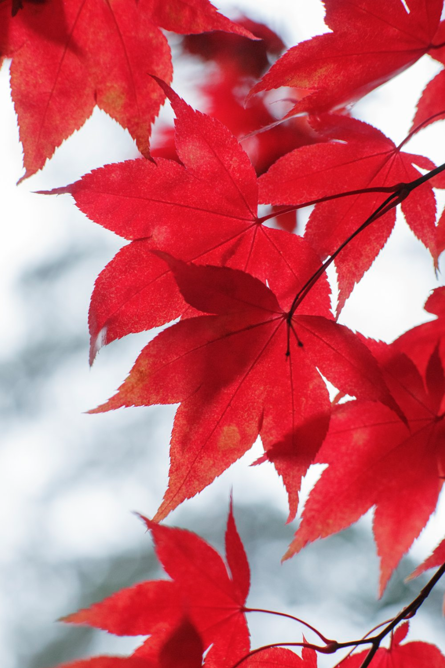 Alizarin Crimson III