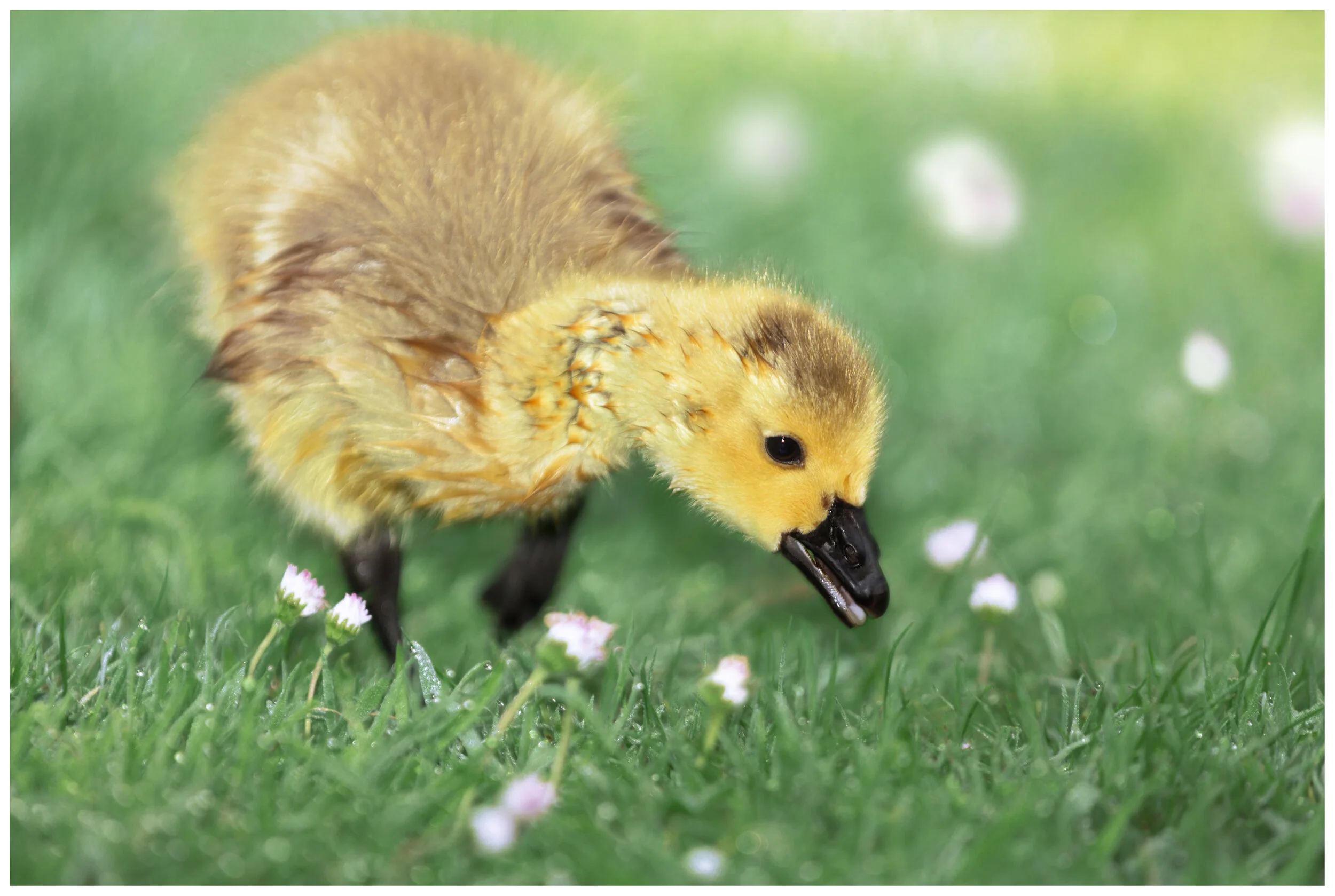 GeeseDuckling_01_CLR.jpg