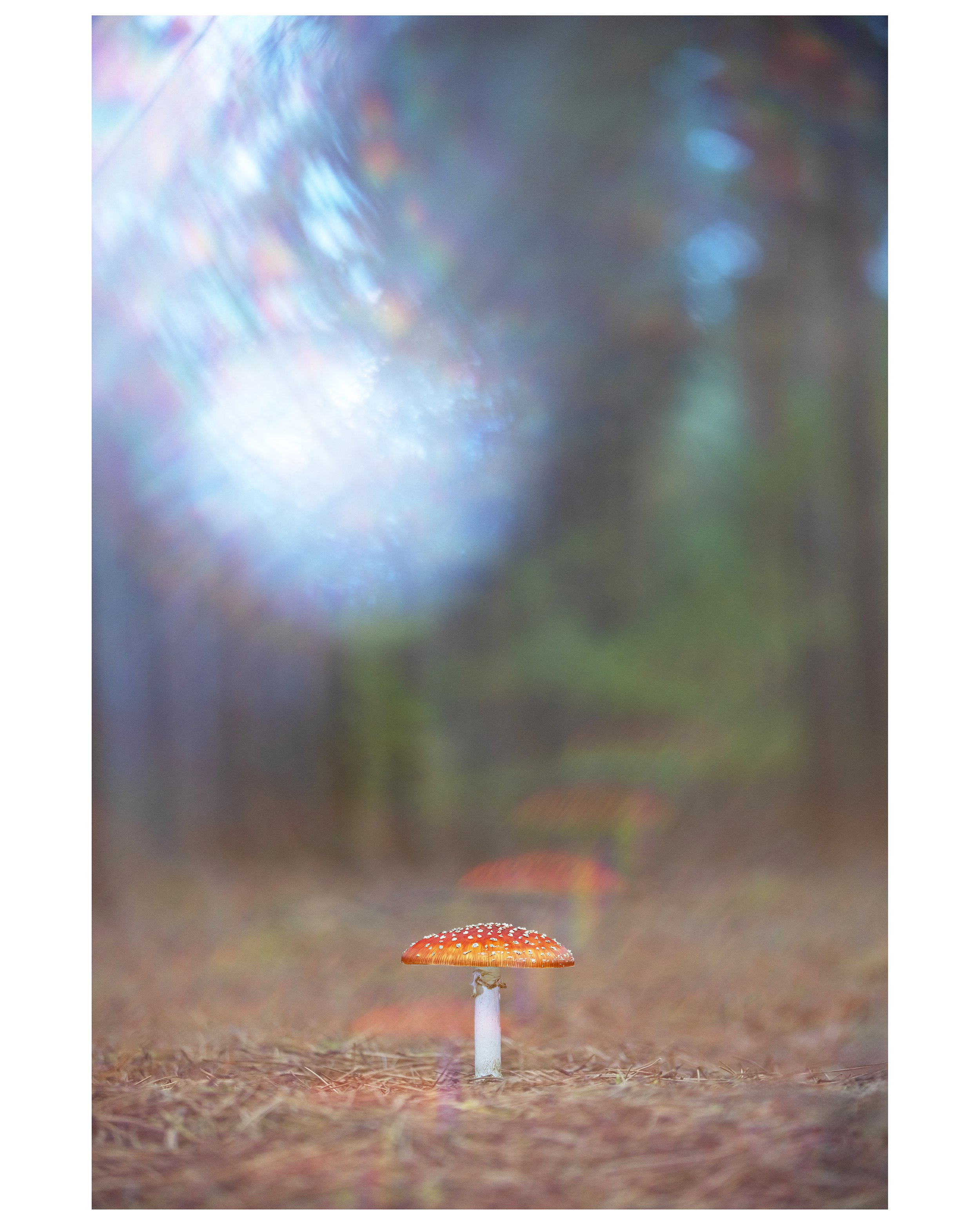FlyAgaric_13_CLR_CROP.jpg