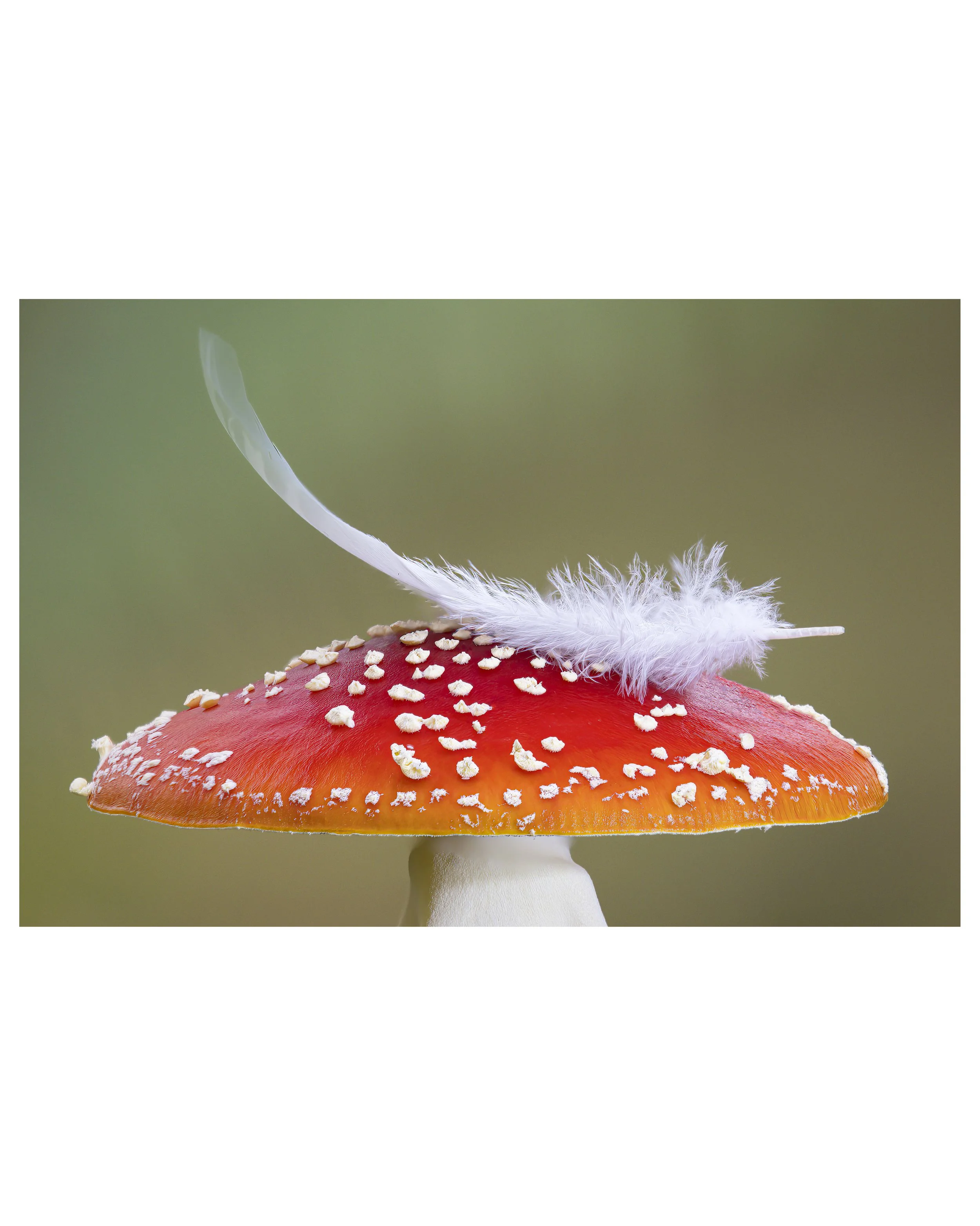 FlyAgaric_16_IG_CLR2.jpg