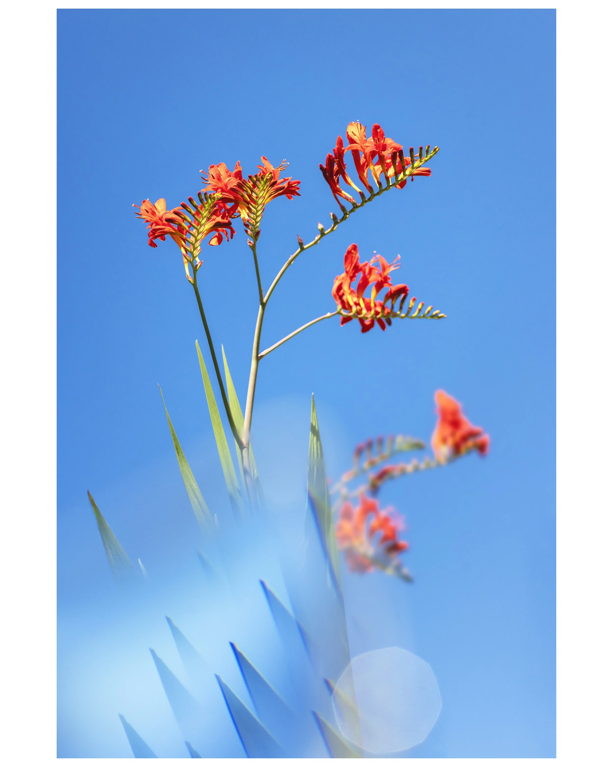 Crocosmia_06_IG_CLR_WEB.jpg