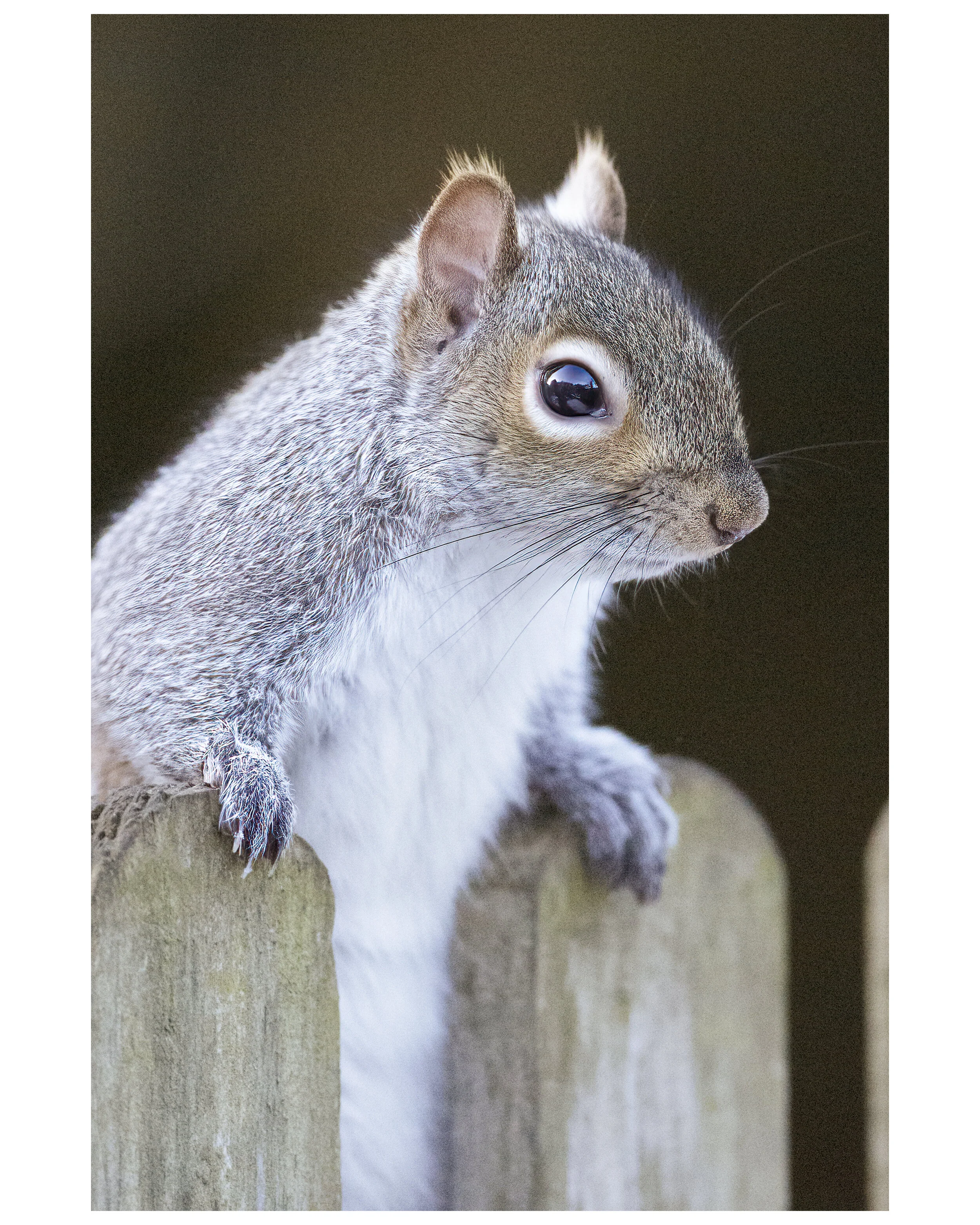 Squirrel_14_IG_CLR3.jpg