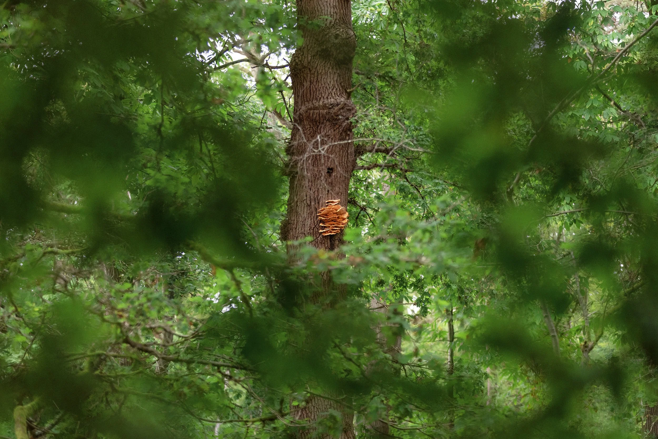 Chicken Of The Woods_07_CLR_WEB.jpg