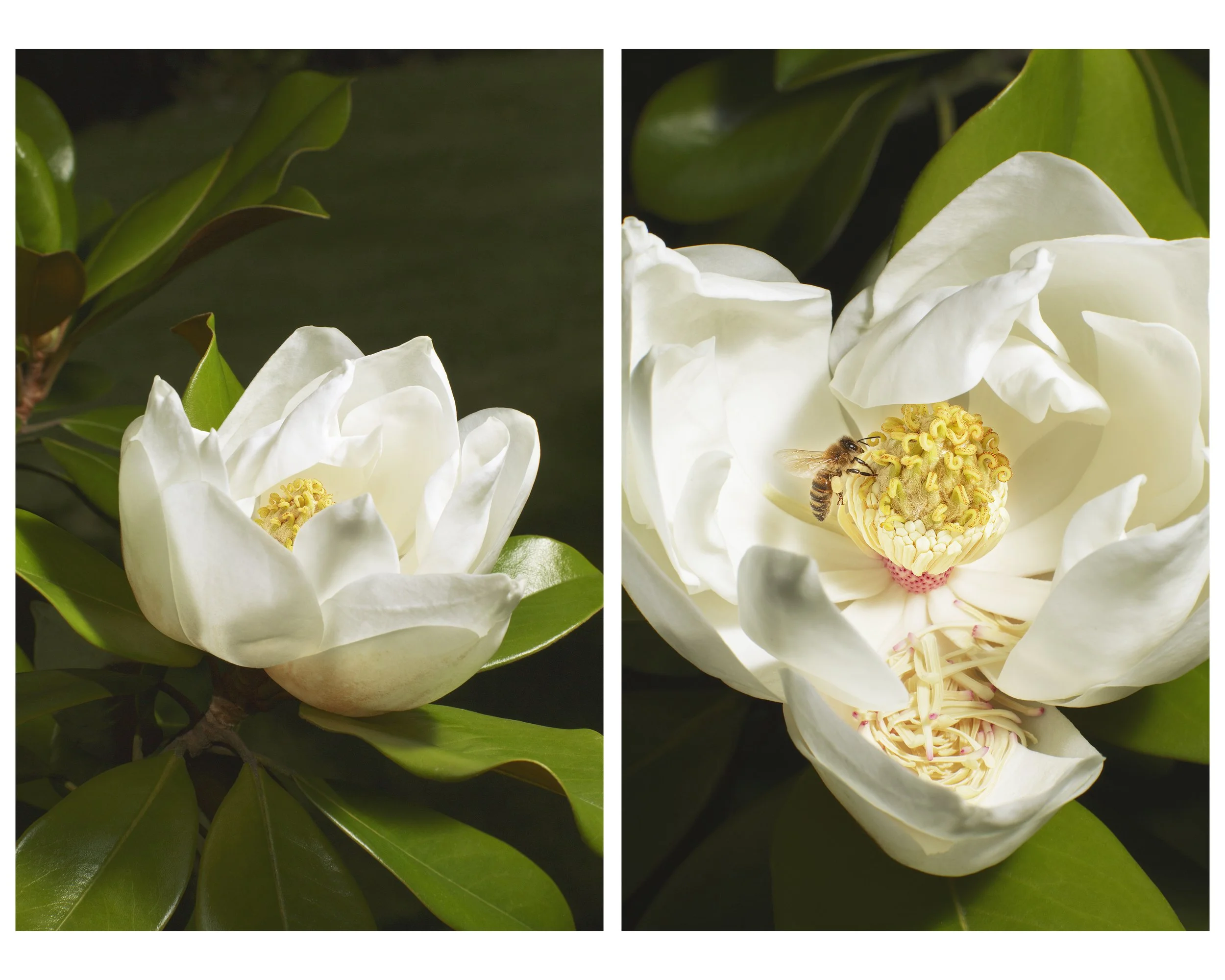 Magnolia_Multi_01_CLR_WEB.jpg