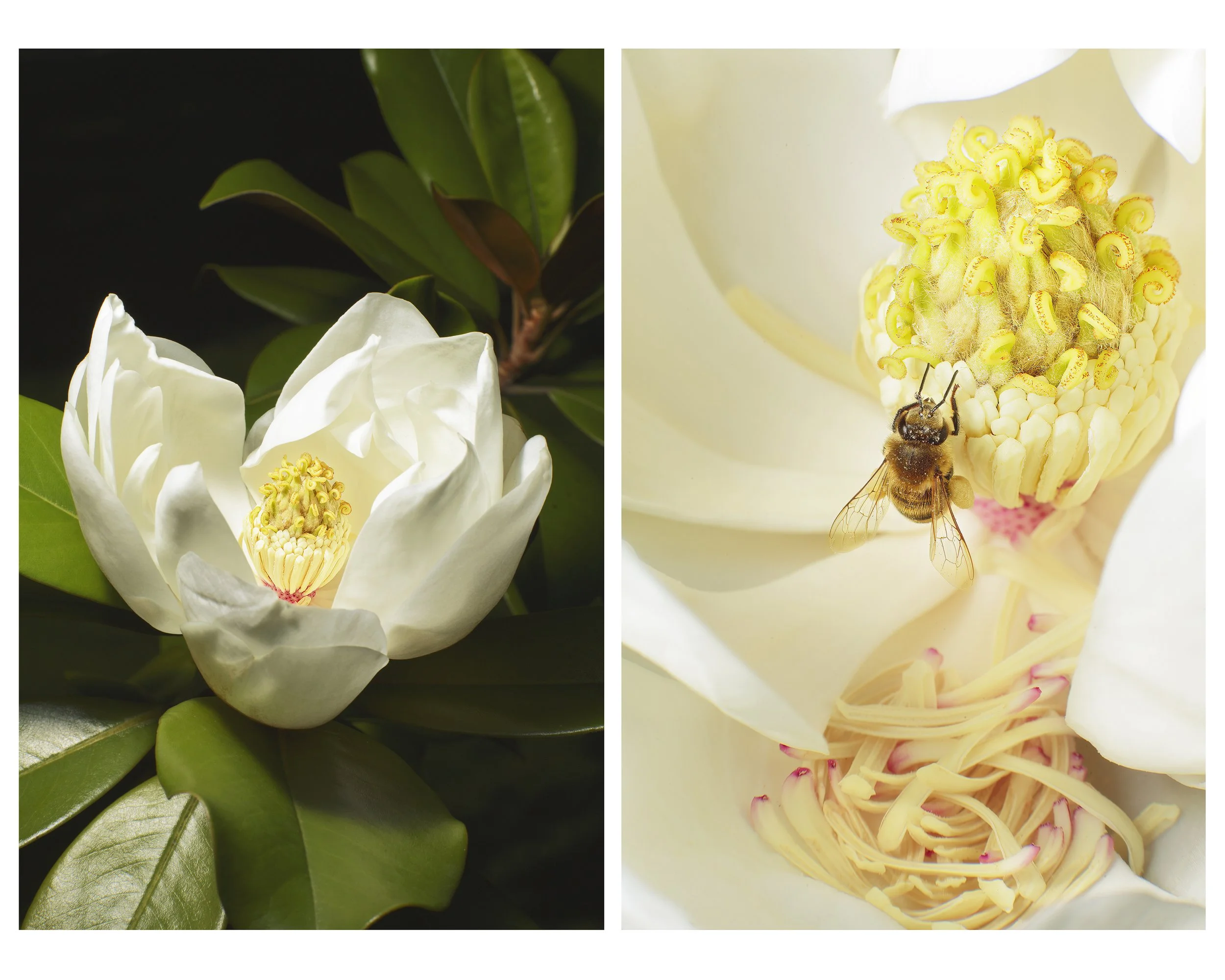 Magnolia_Multi_03_CLR_WEB.jpg
