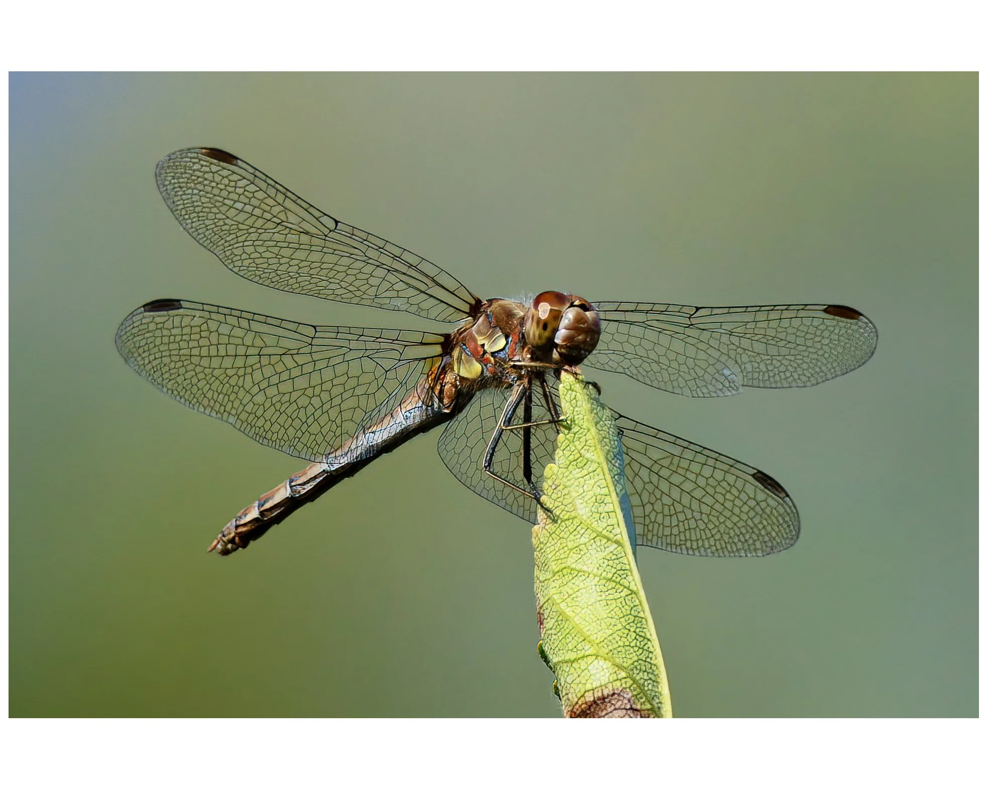 DragonFly_Sympetrum_CommonDarter_SympetrumStriolatum_01_CLR1.jpg