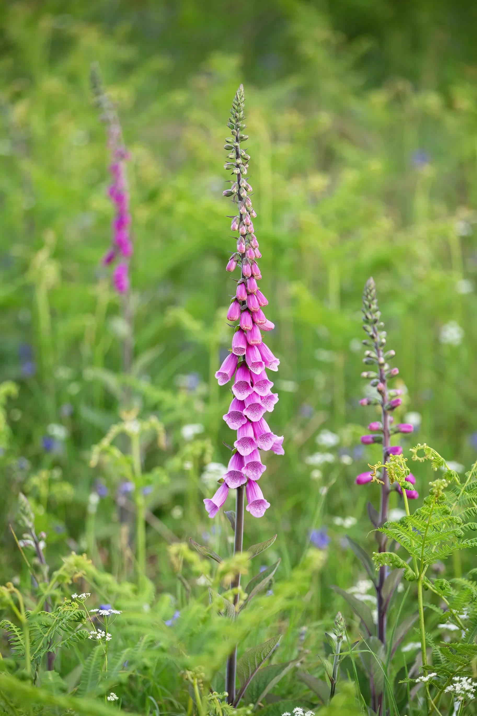 FoxGloves_01_CLR_WEB.jpg