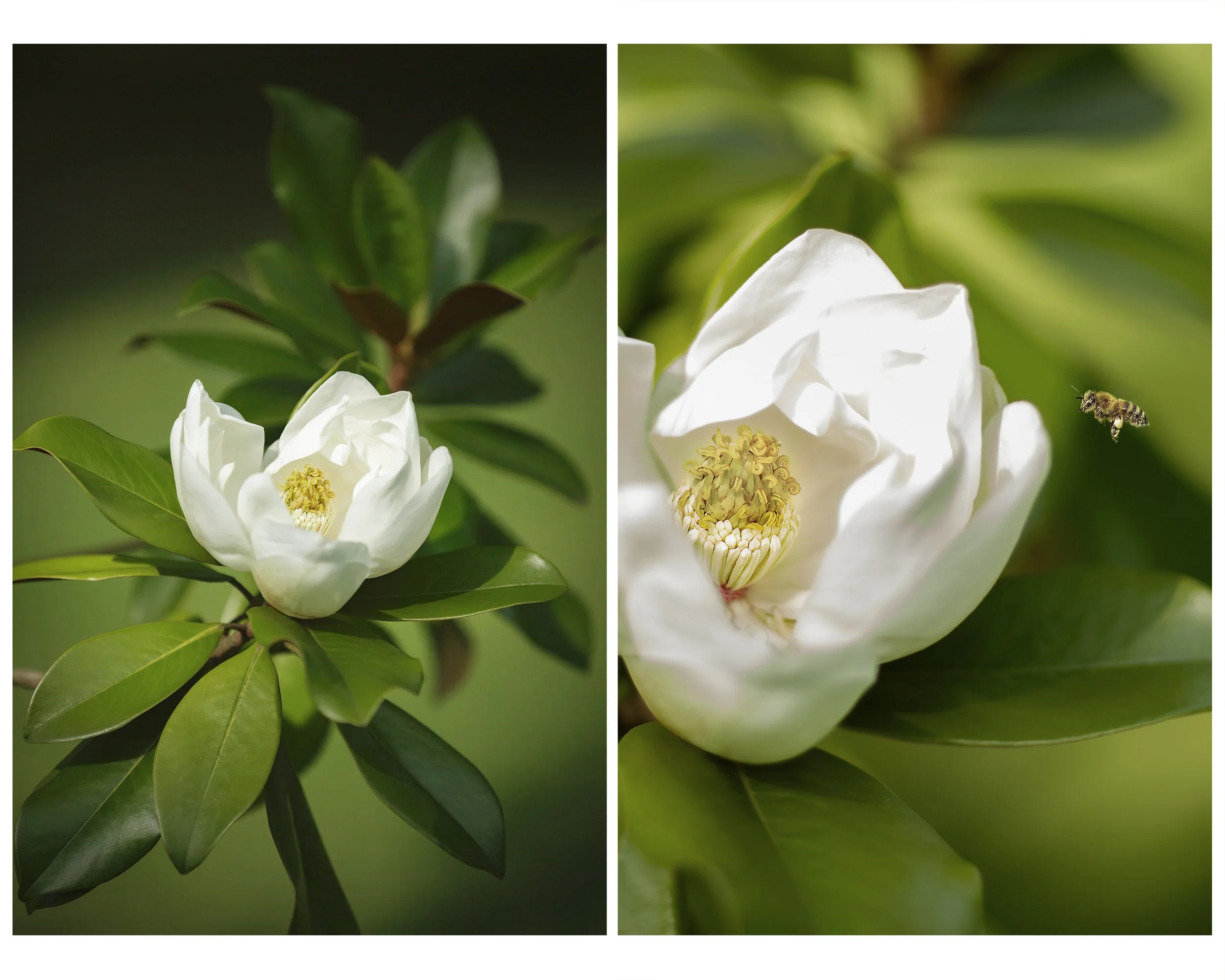 Magnolia_Multi_02_CLR_WEB.jpg