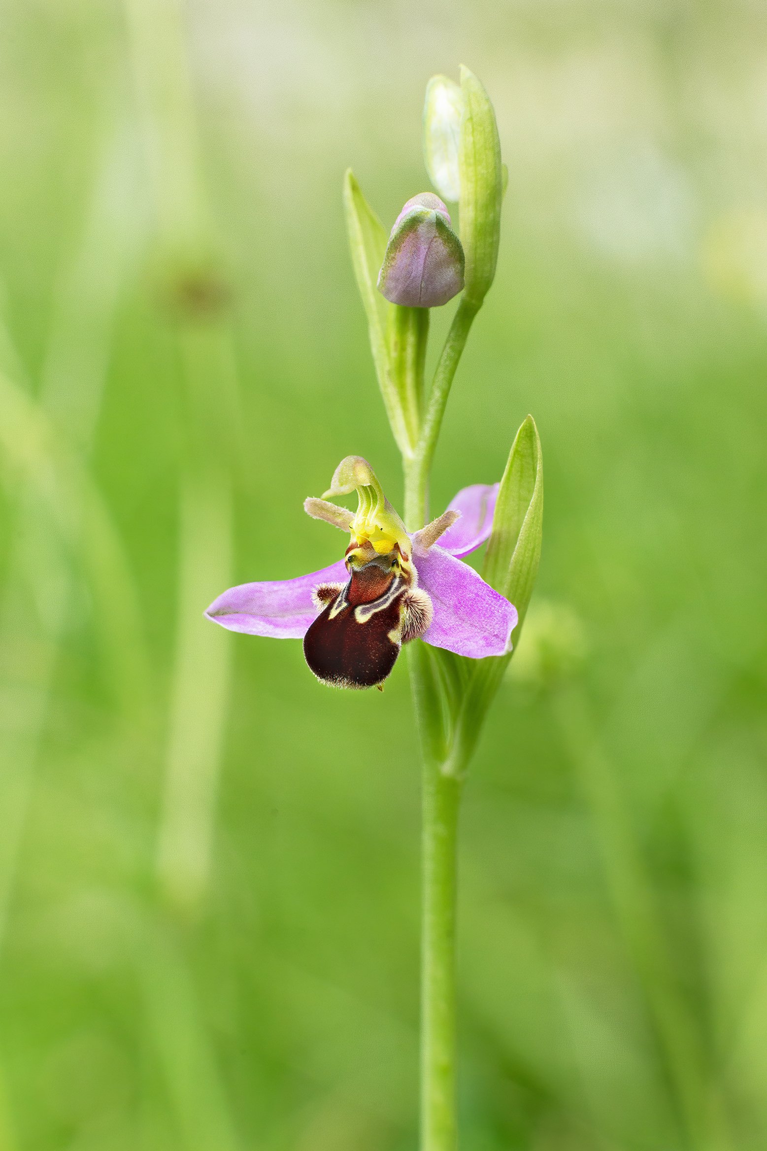 BeeOrchid_04_CLR_WEB.jpg