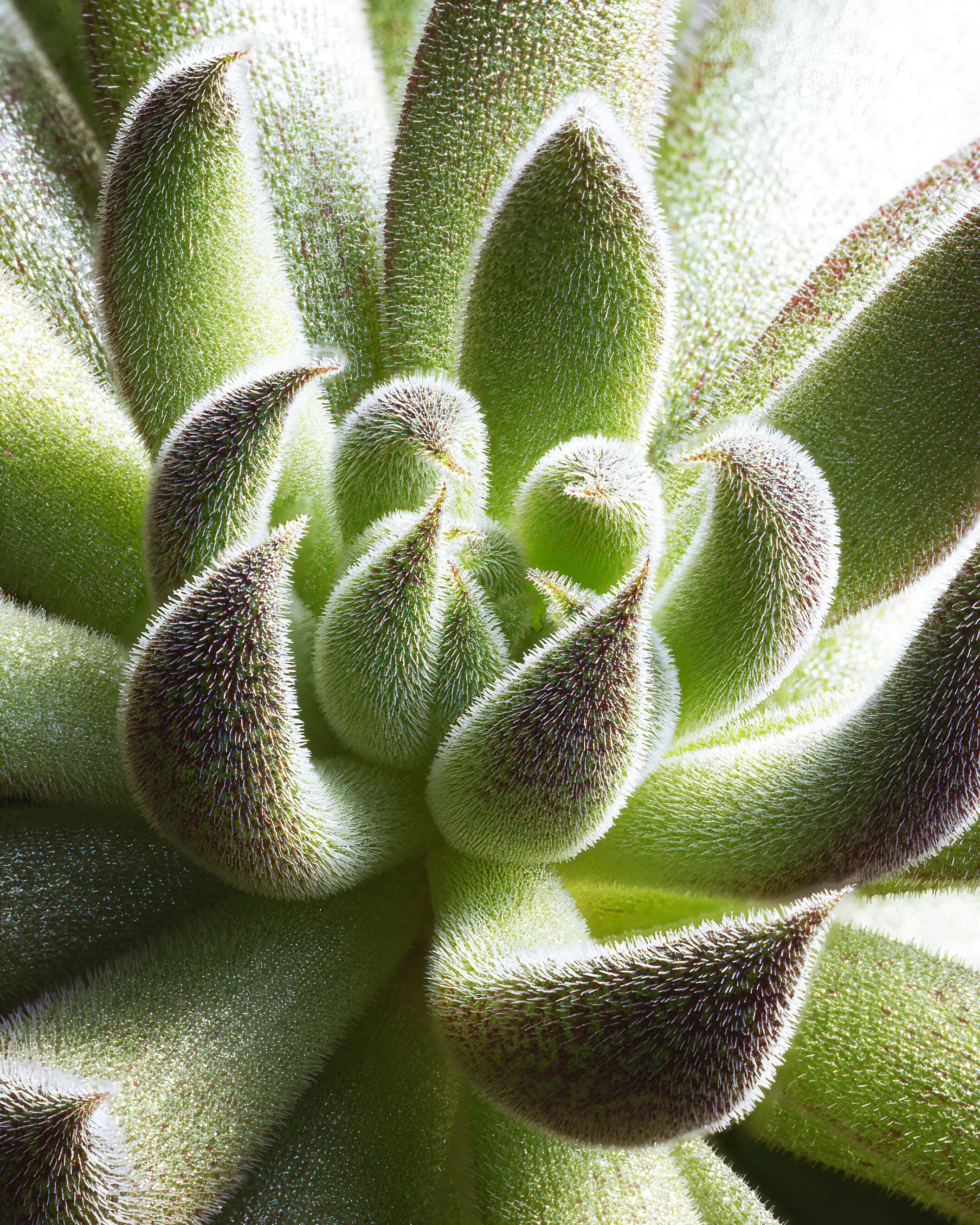 Succulent_04_Sinocrassula Yunnanensis_IG_CLR.jpg