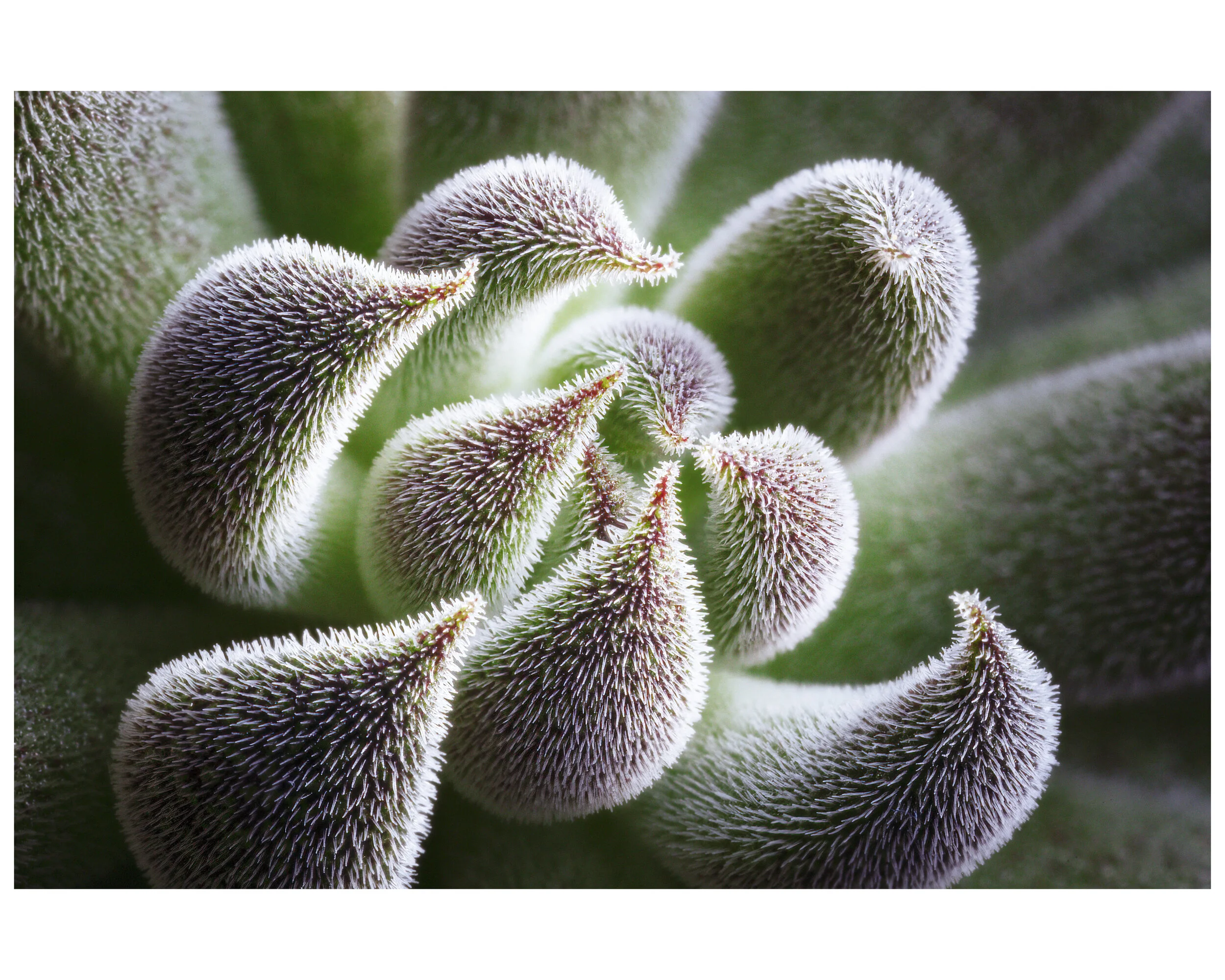 Succulent_01_CLR1.jpg