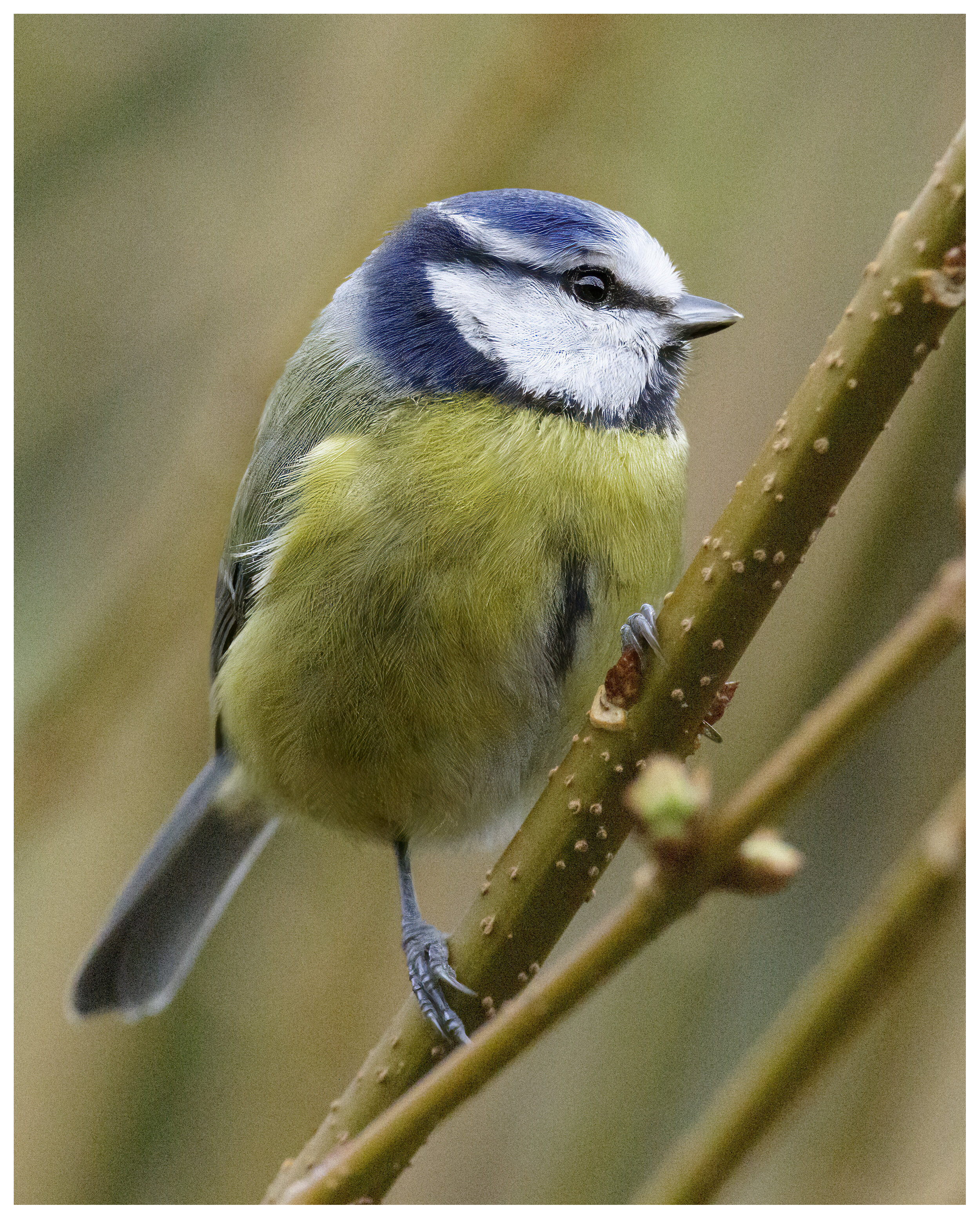 Blue_Tit_03_IG_CLR.jpg