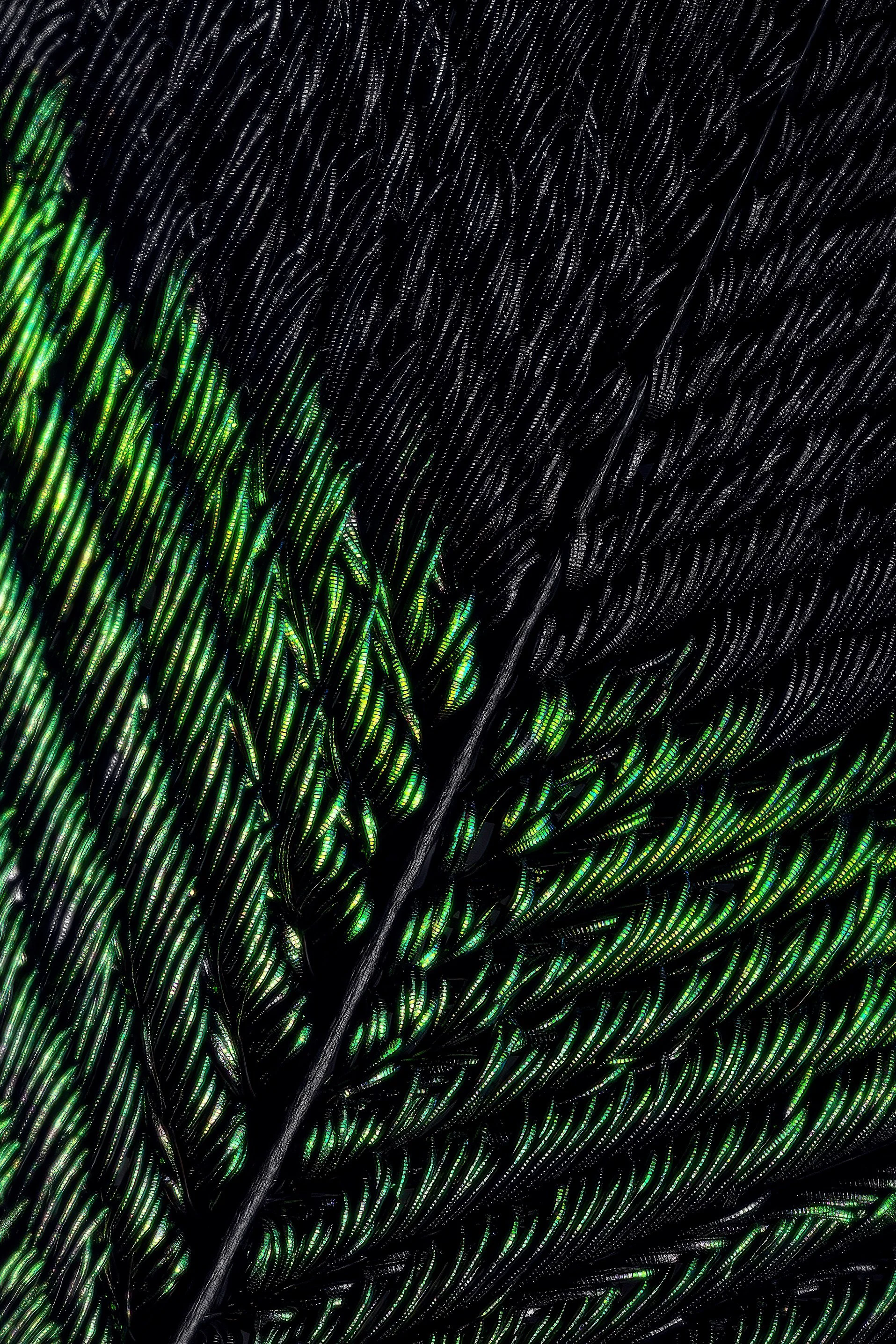PeacockFeather_002_IG_CLR_WEB.jpg