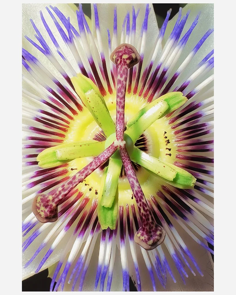 PassionFlower_02_CROP_CLR_WEB.jpg