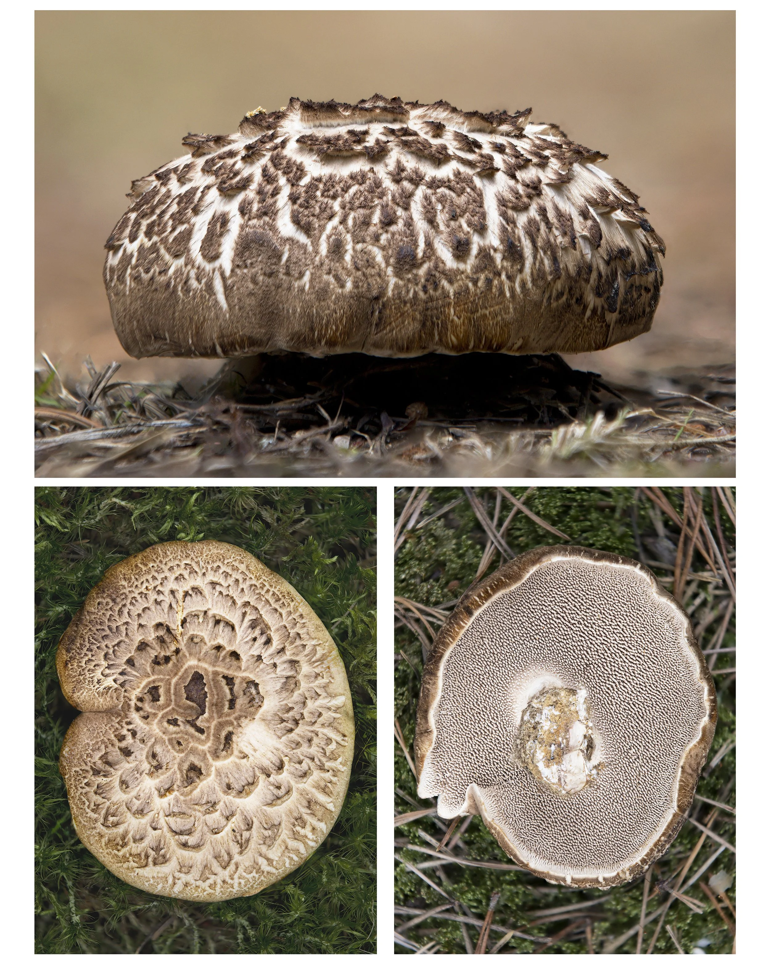 ScalyHedgehogMushroom_MULTI_01_CLR_WEB.jpg
