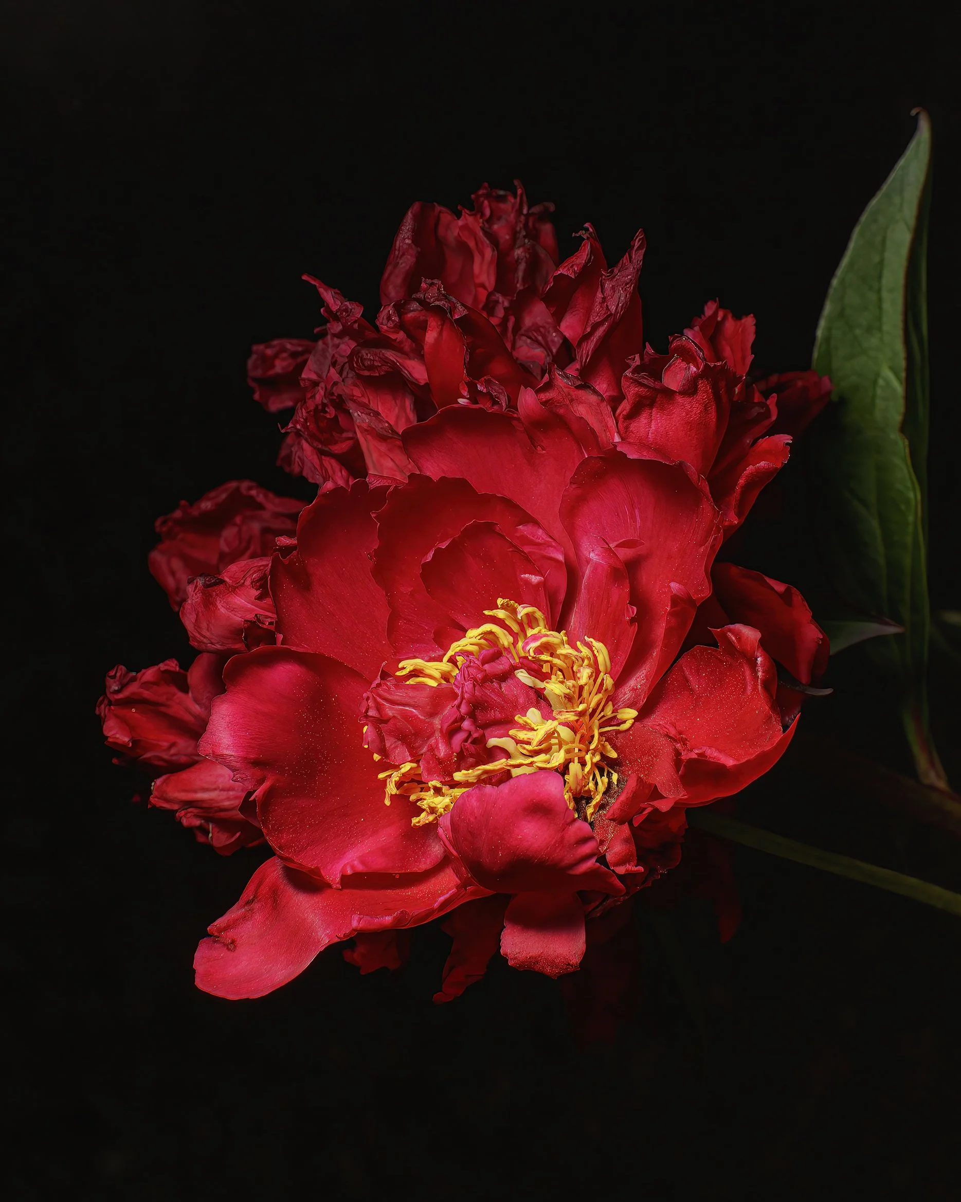 Peony_05_IG_CLR_WEB.jpg